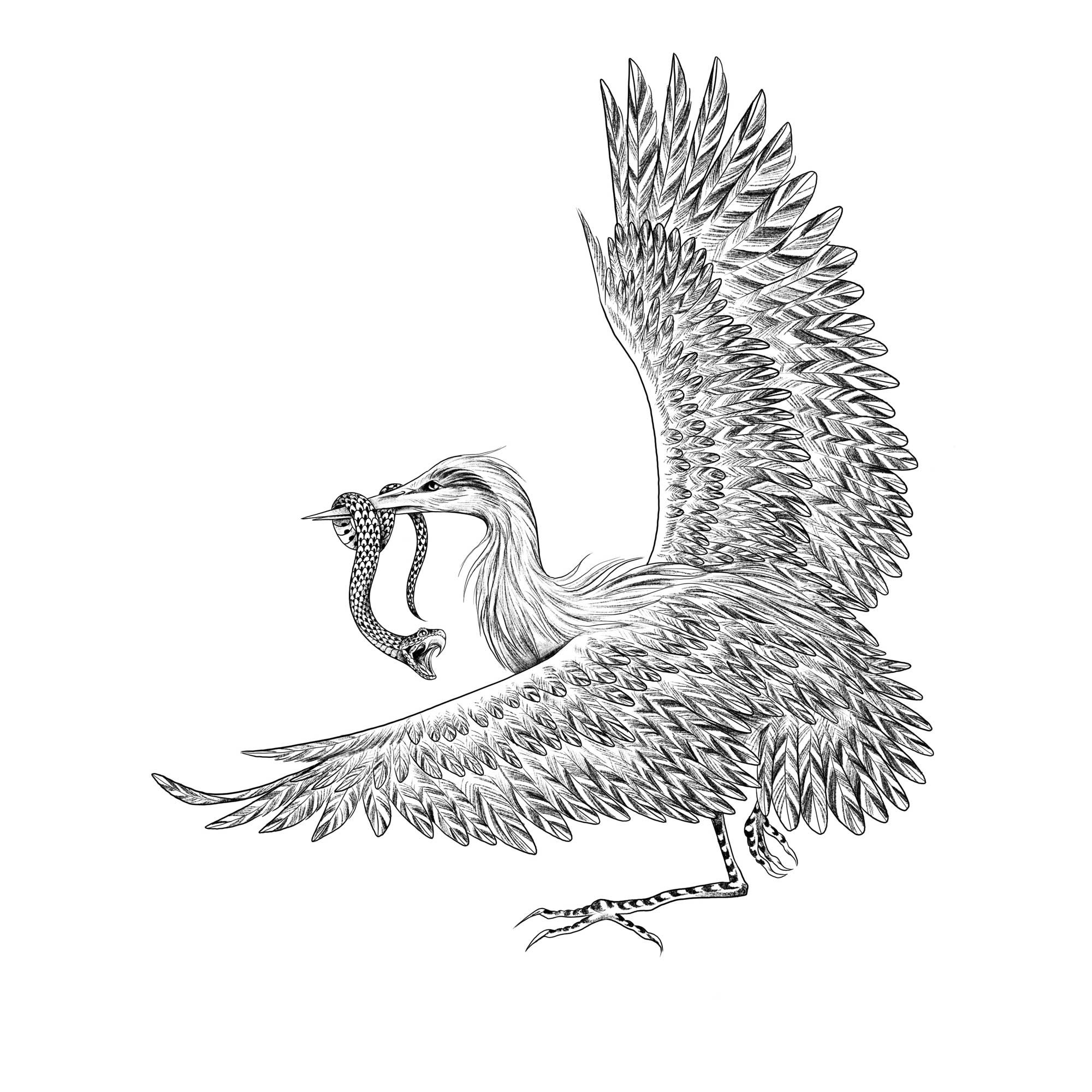 Cranewithsnake_guruizzy.jpg