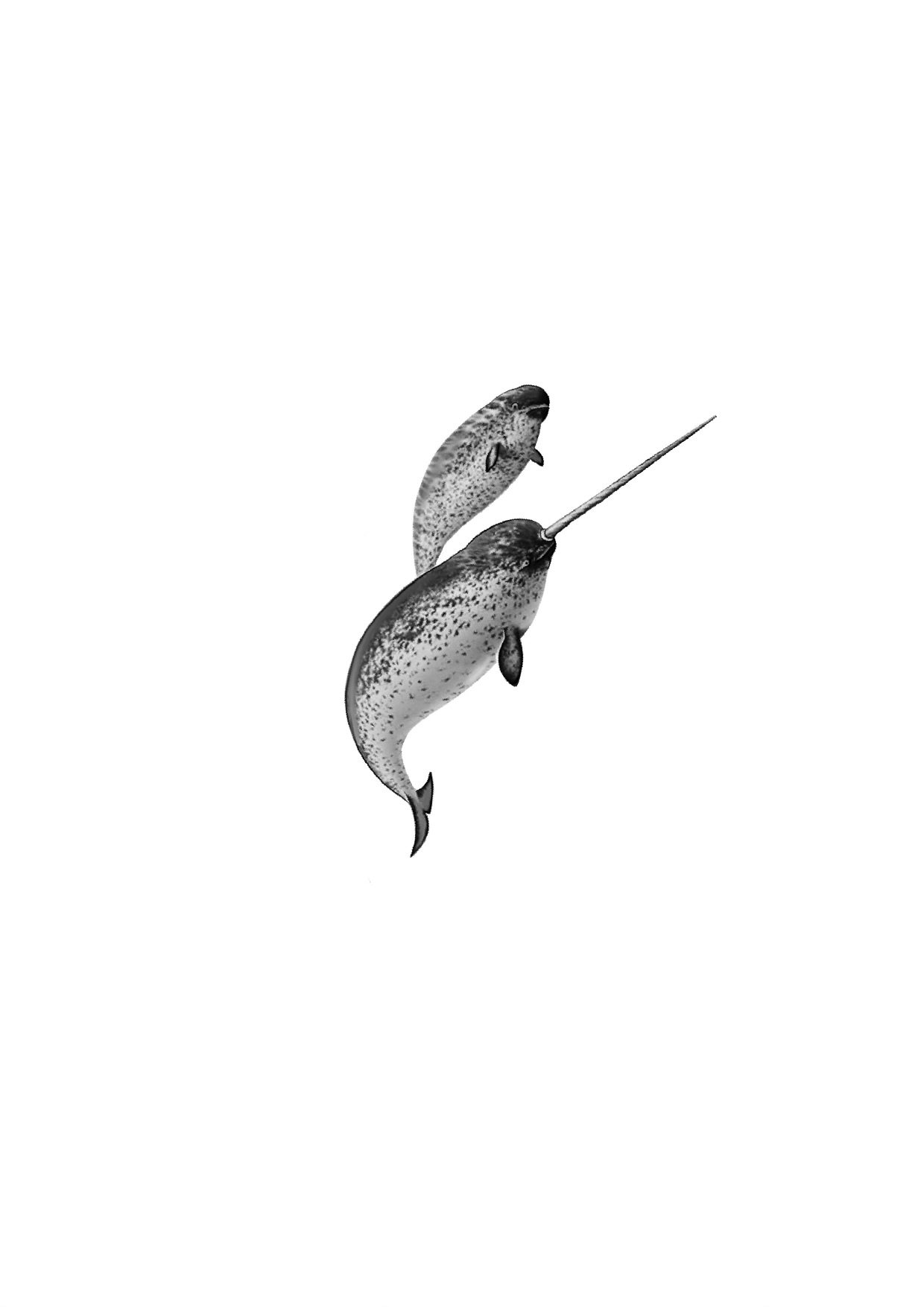 Unicornsofthesea_Guru.jpeg
