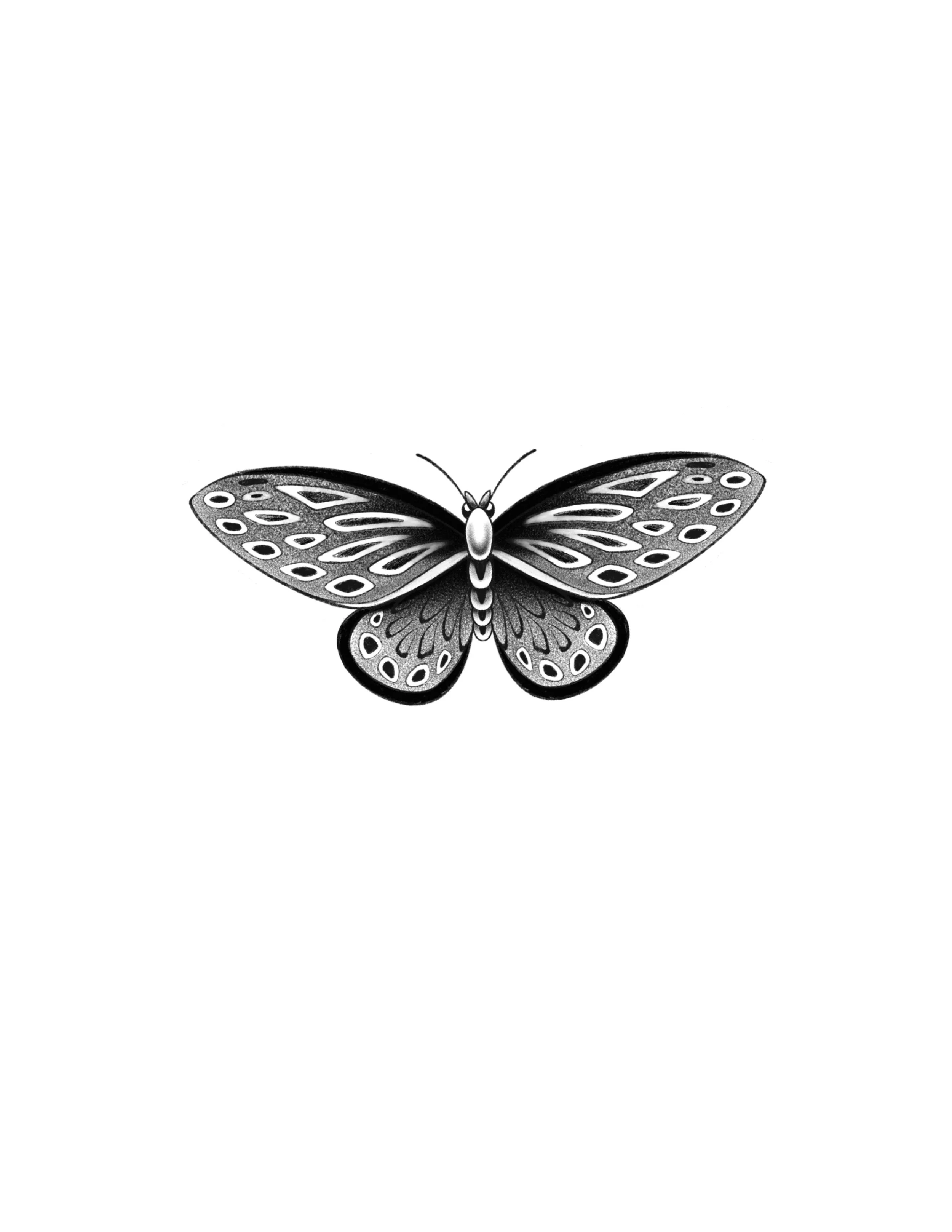 Butterfly 3