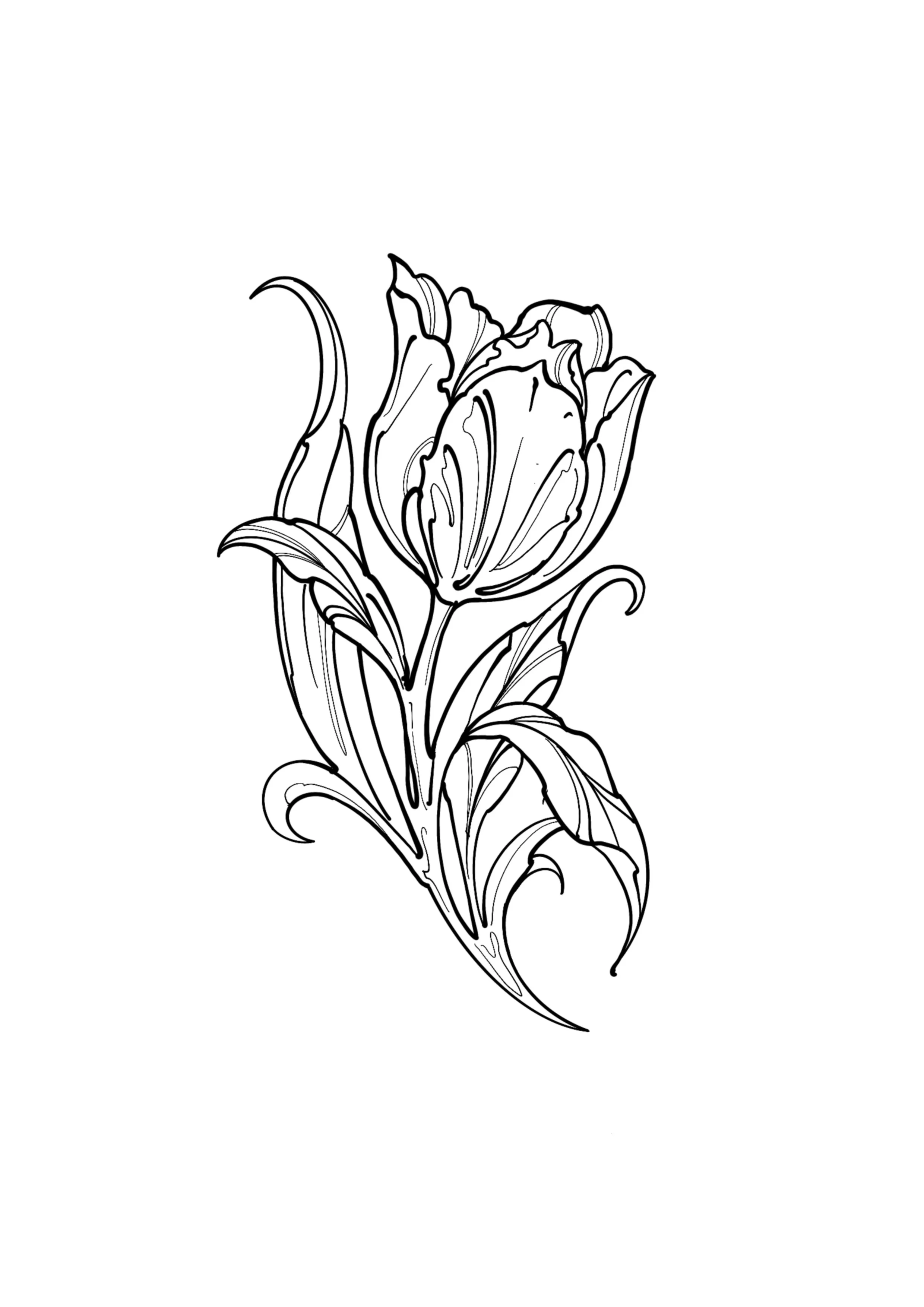 Ornamental Tulip