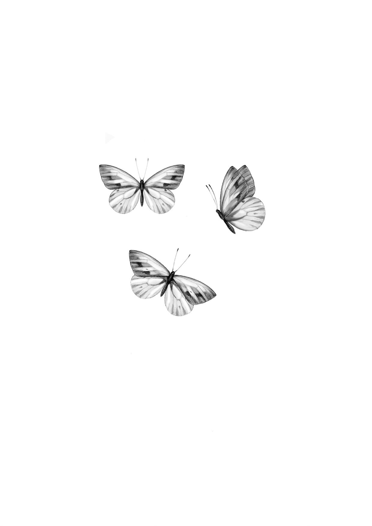 ButterflyDance3_Guru.jpeg