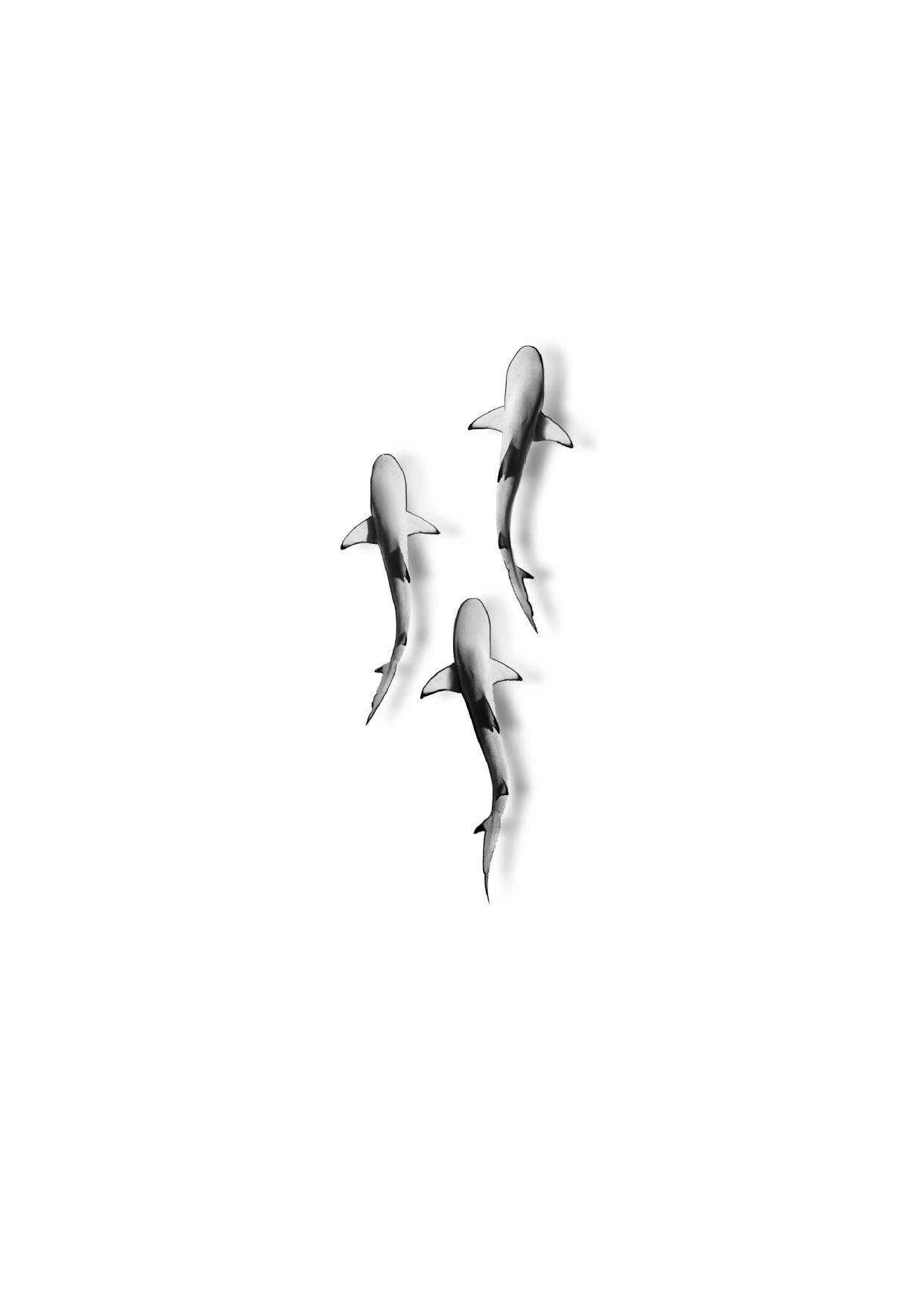 Sharksquad_Guru.jpeg
