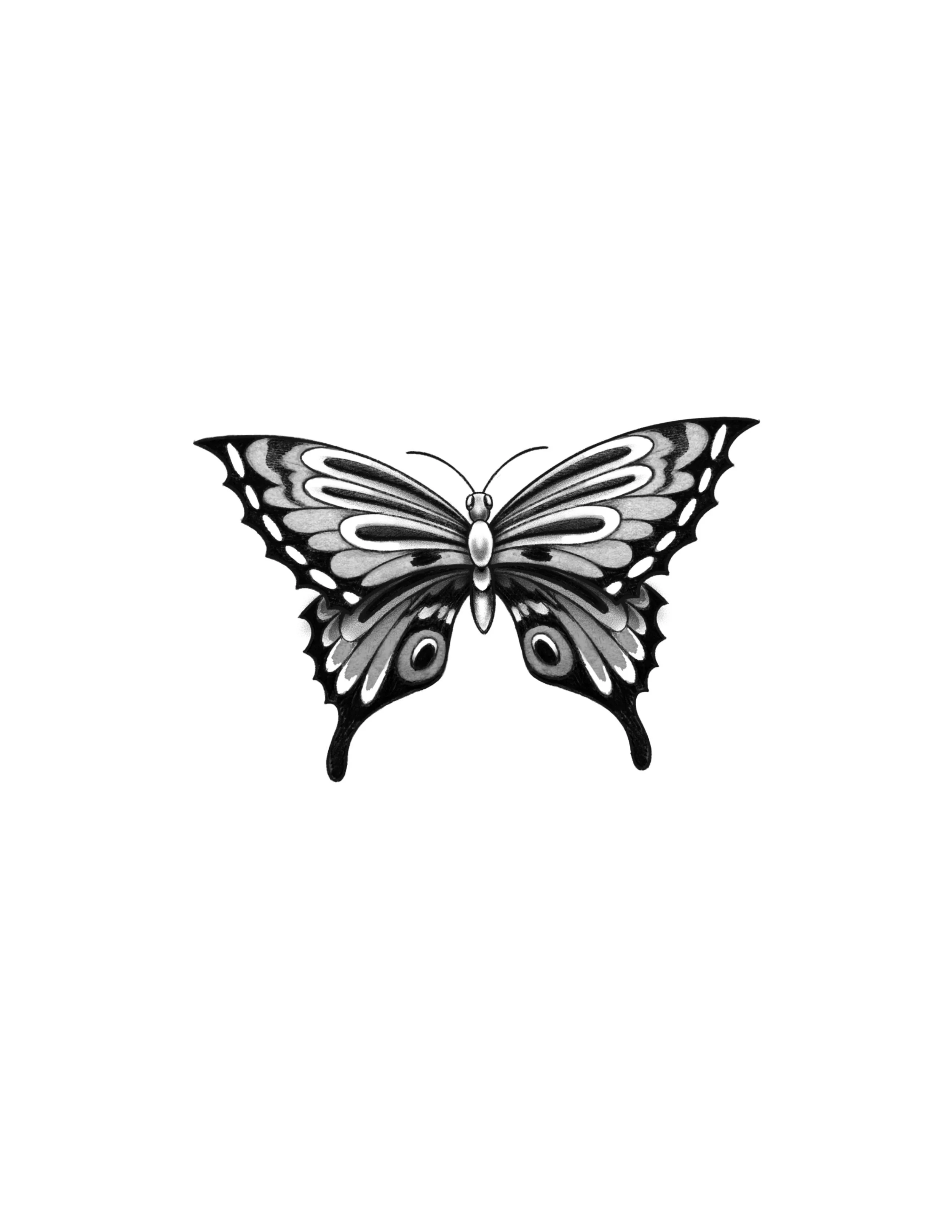Butterfly 1