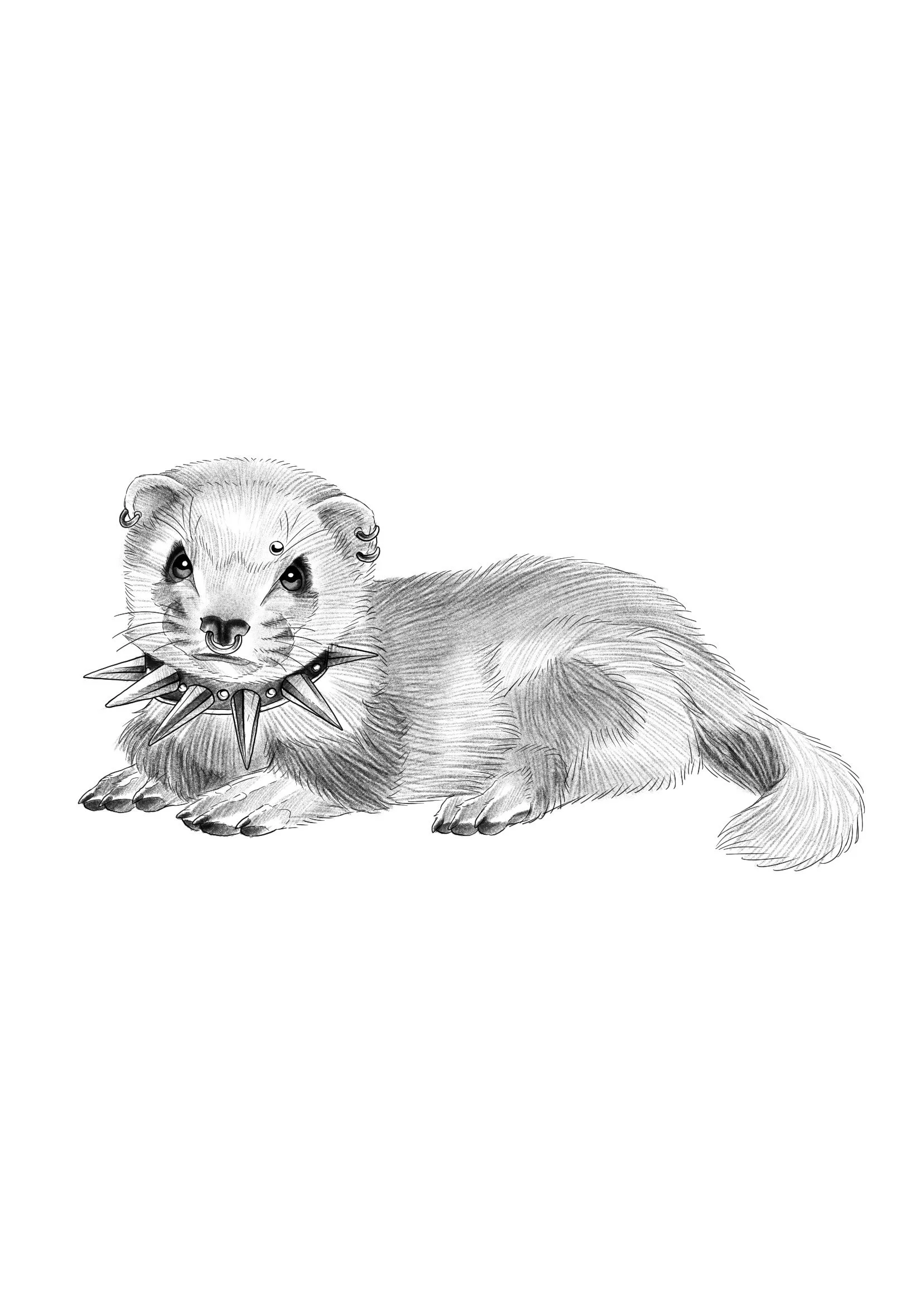 Punk Ferret
