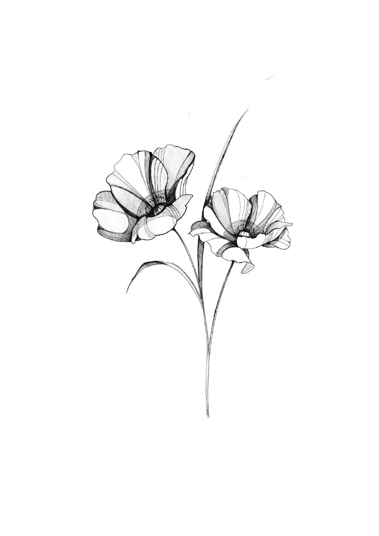 PrettyPoppies_Guru.jpeg