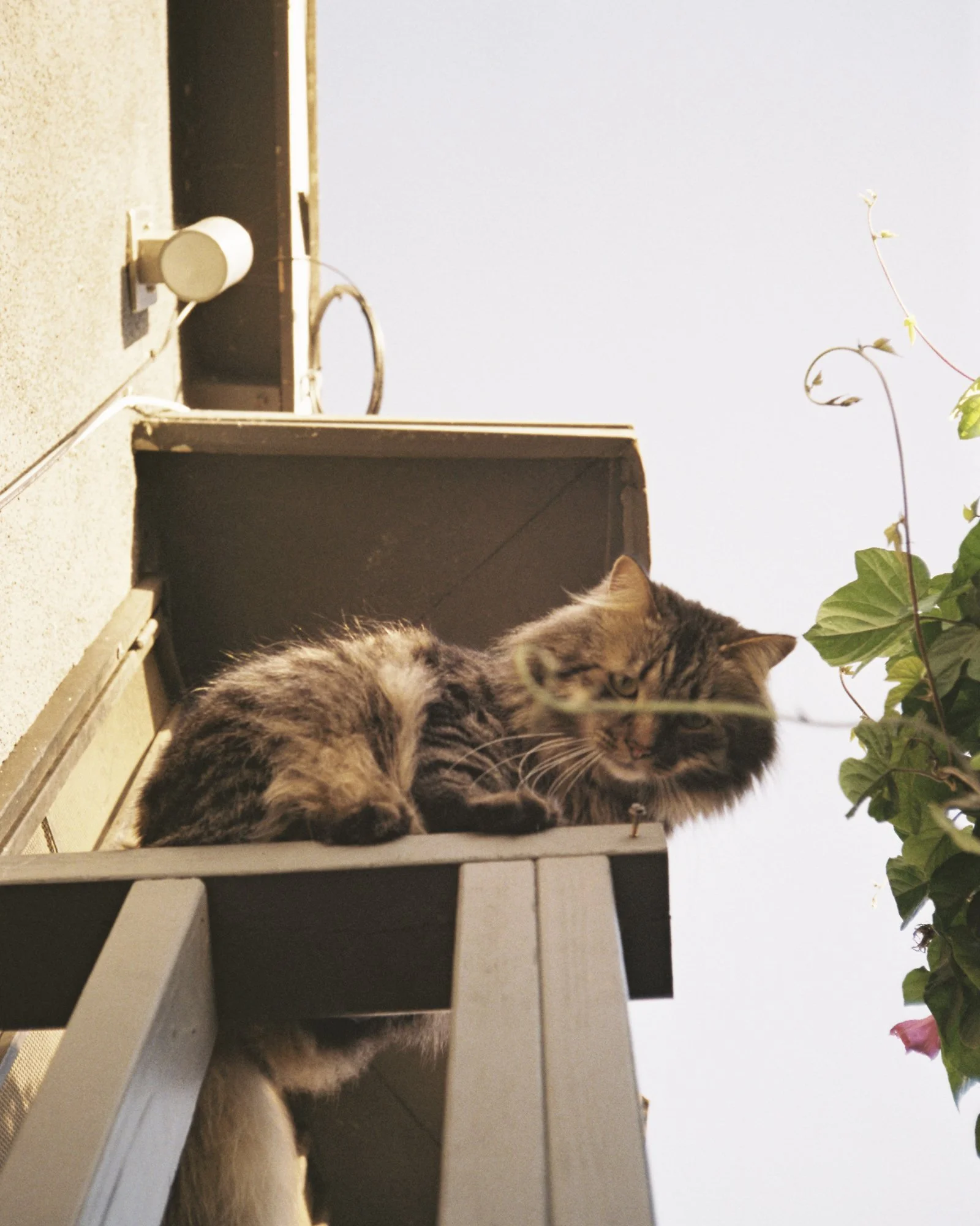 a maine coon cat on top of a staircase