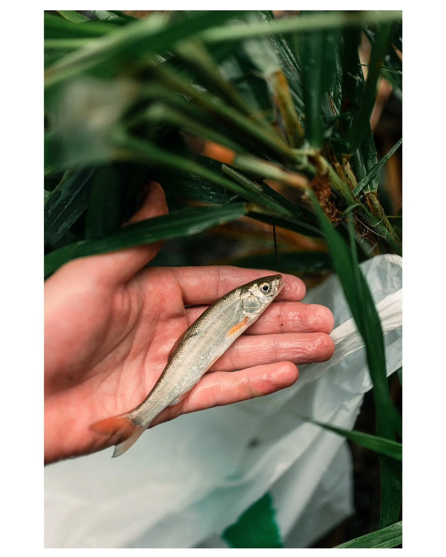 🎣🐟
