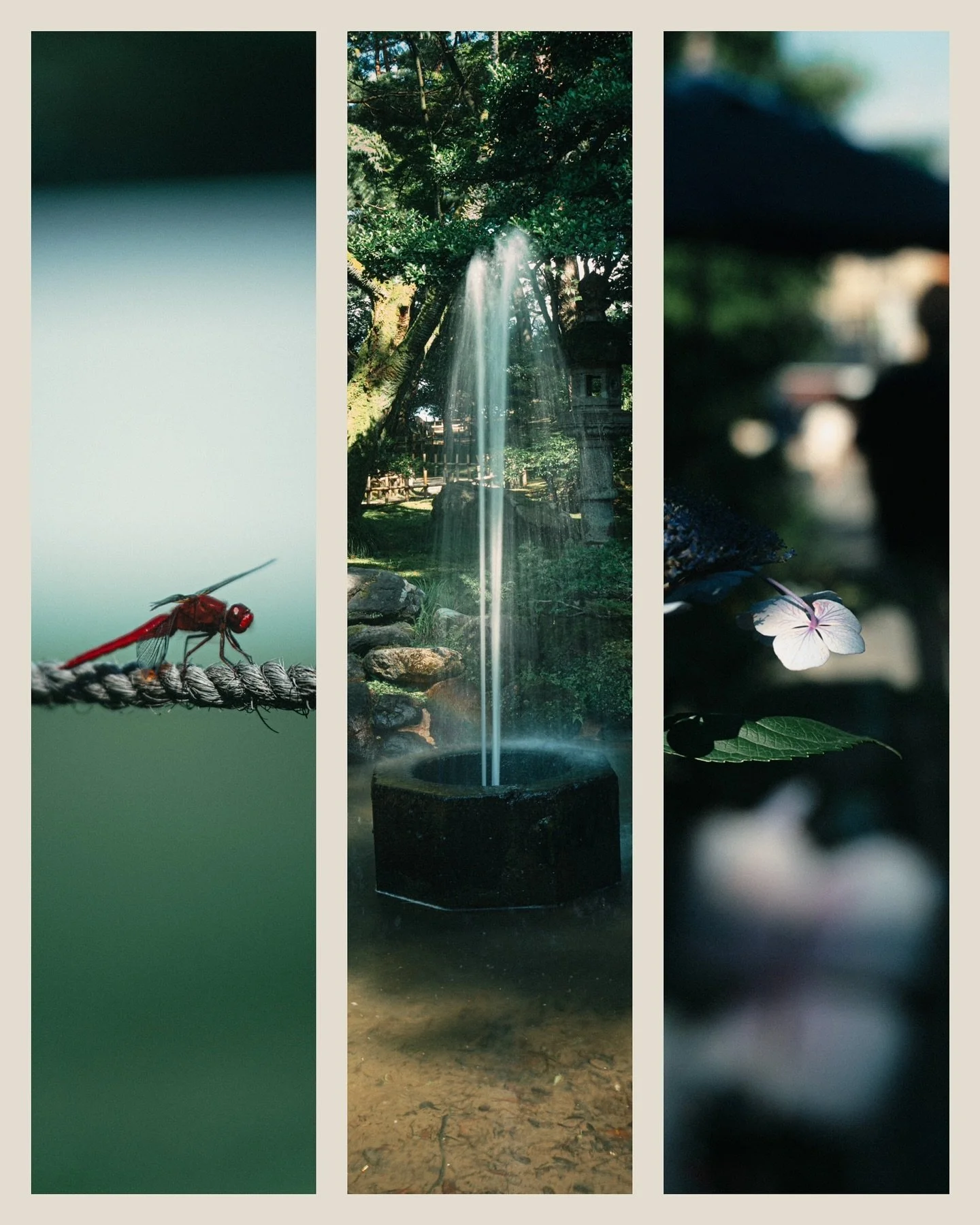 🐉🪰⛲️🪷