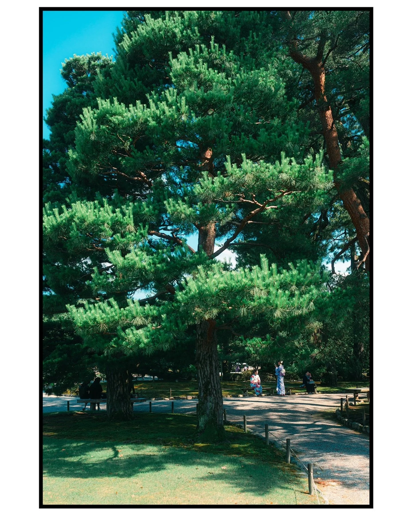 👘🌳