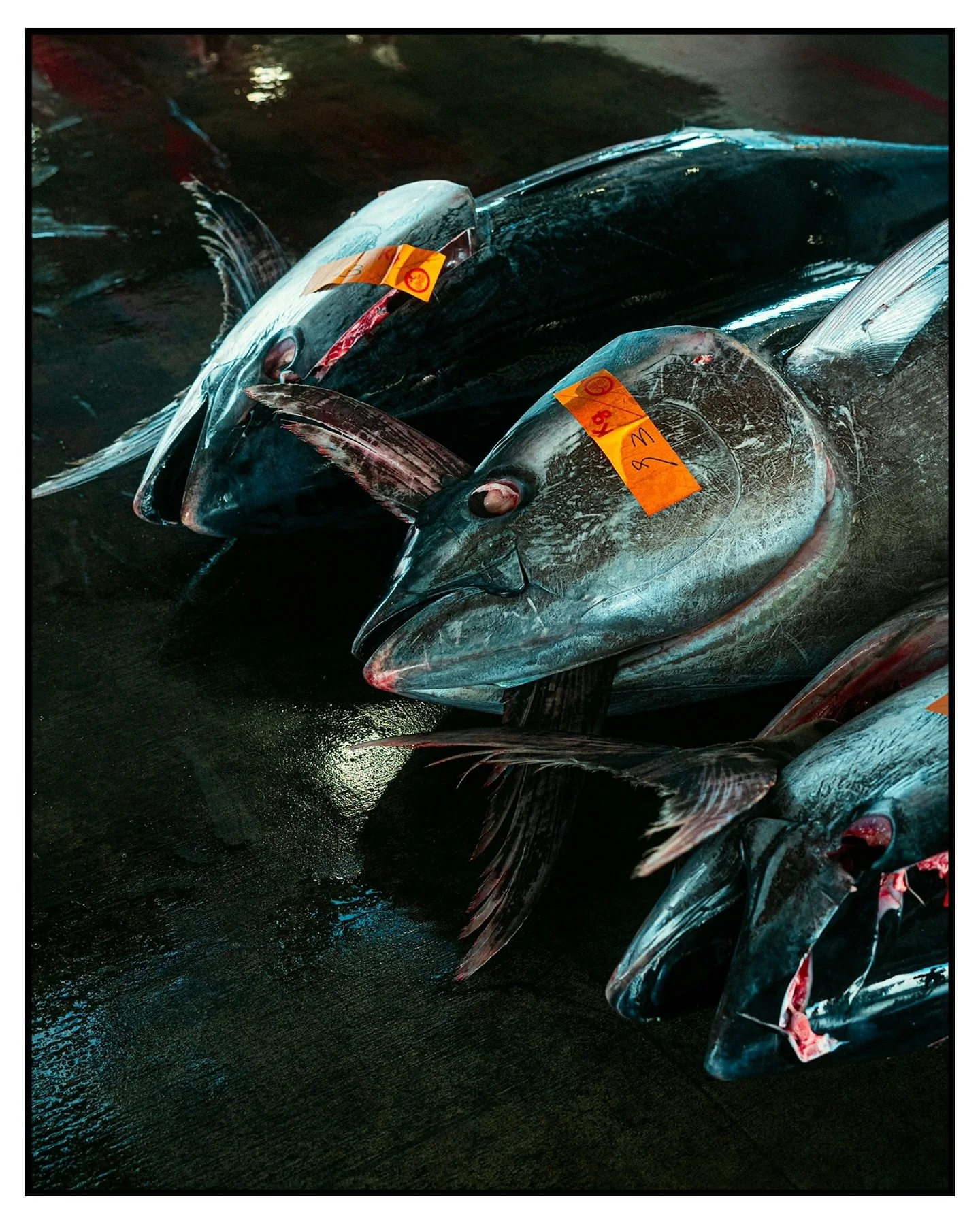 🍣🍣🍣
