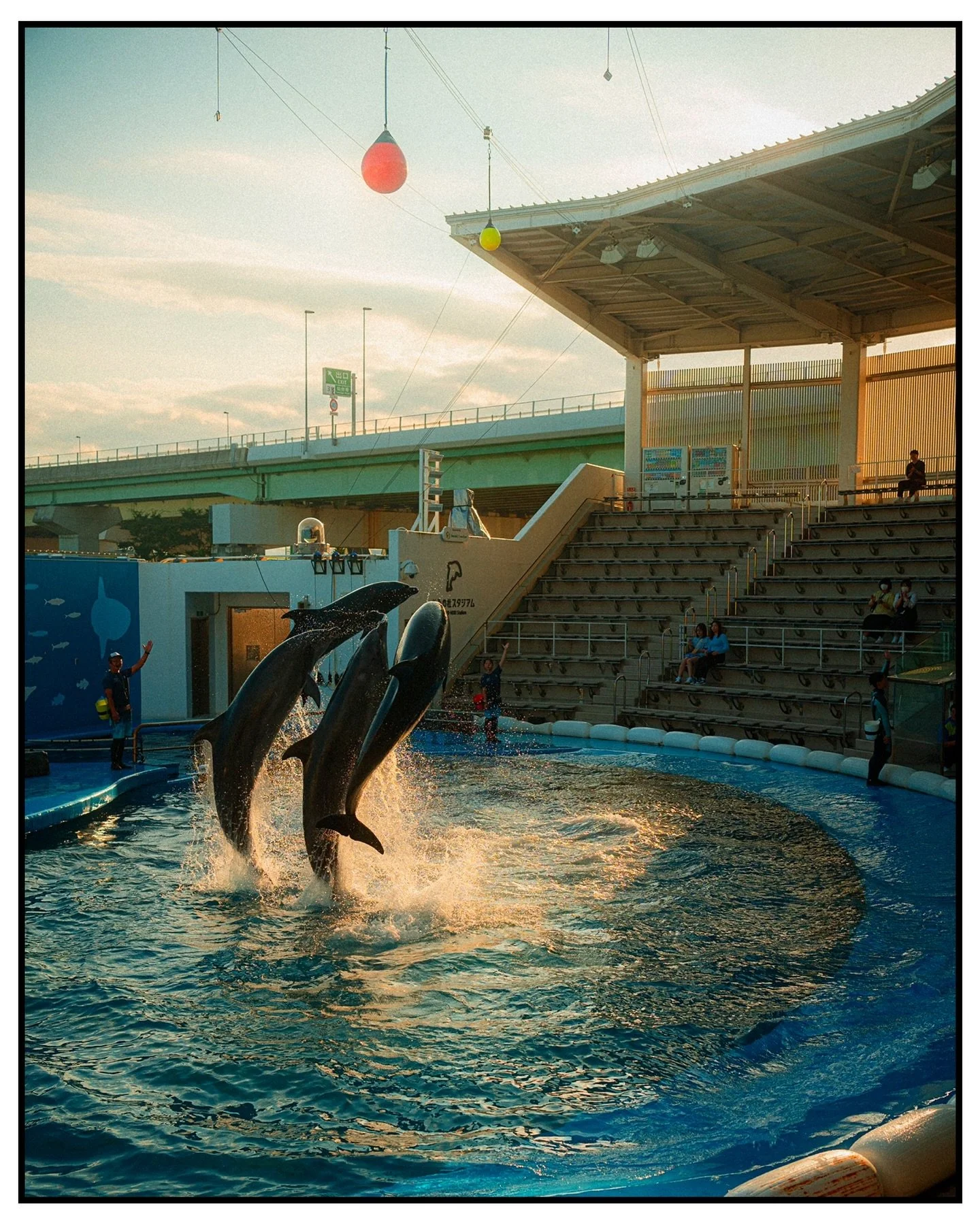 🐬🐬🐬🐬☀️