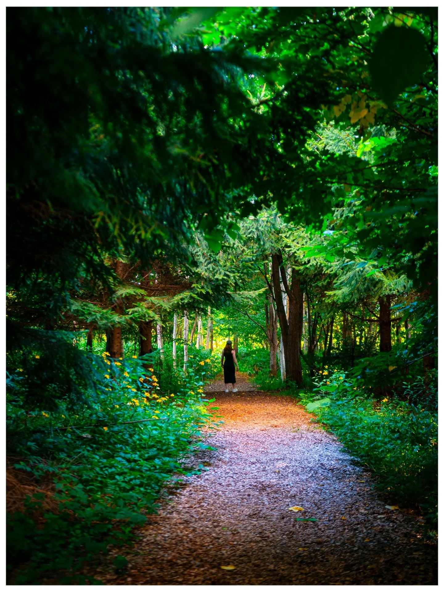 🚶&zwj;♀️&zwj;➡️🌲🌲