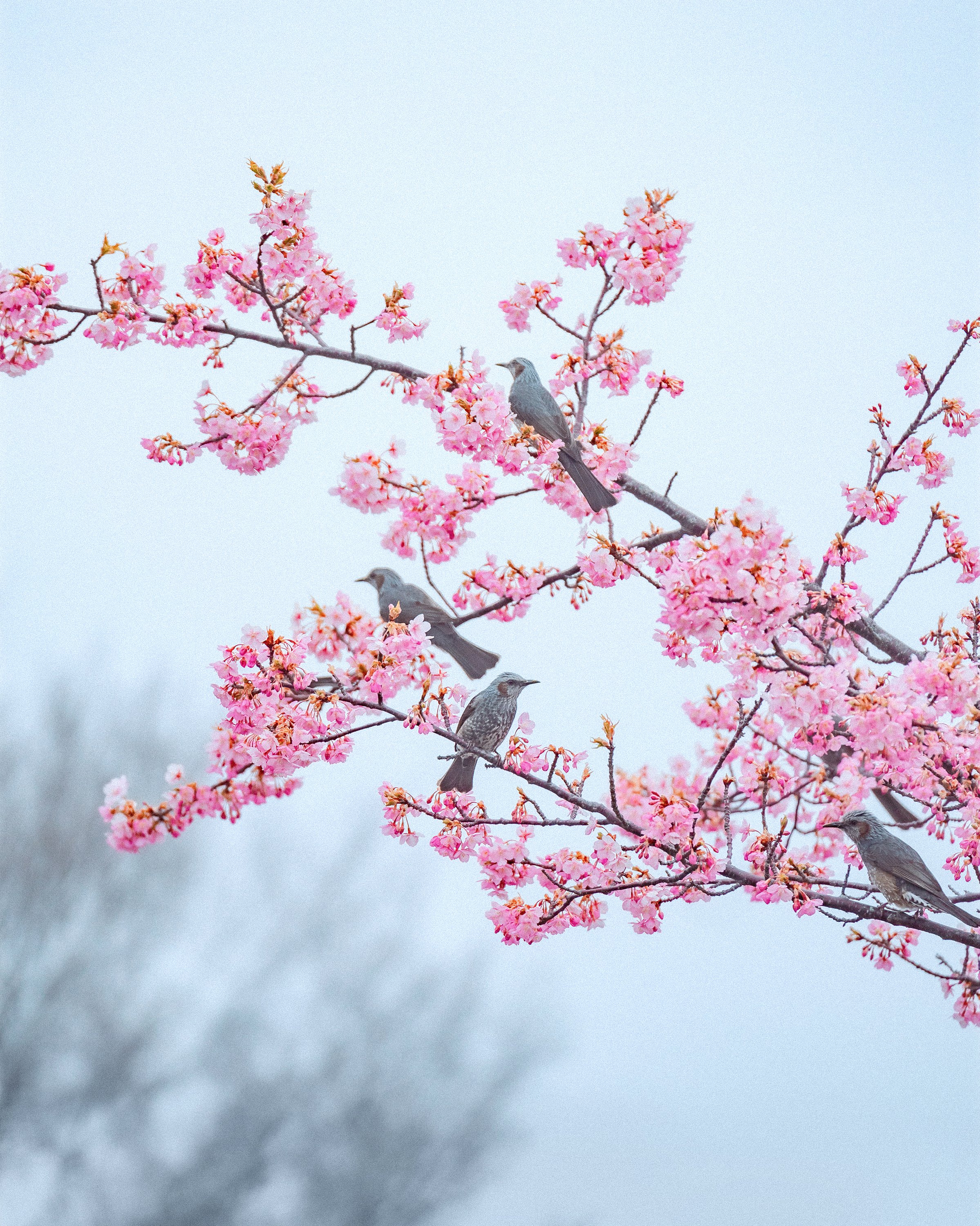 Cherry blossom birds 6kiri.jpg