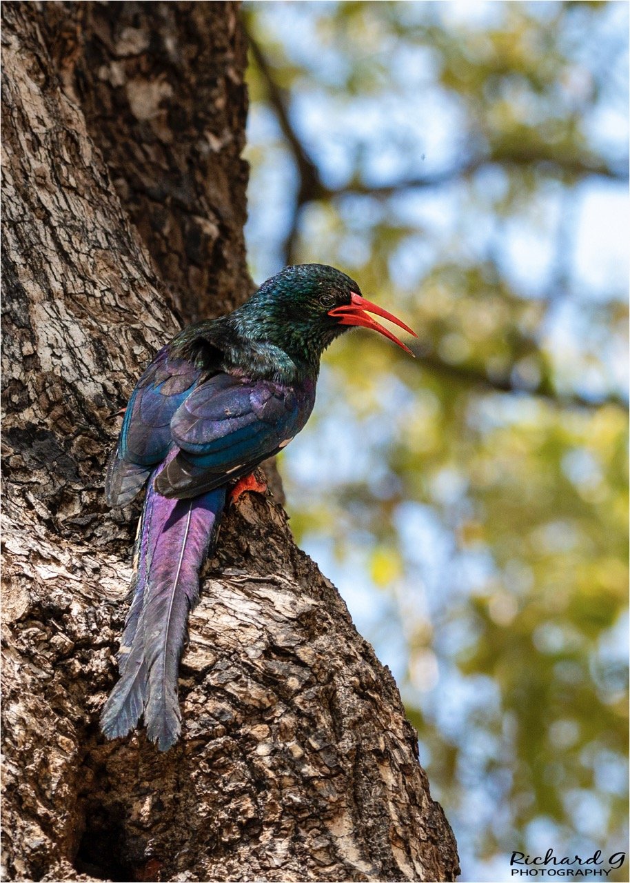 Green Wood-Hoopoe - Kruger National Park