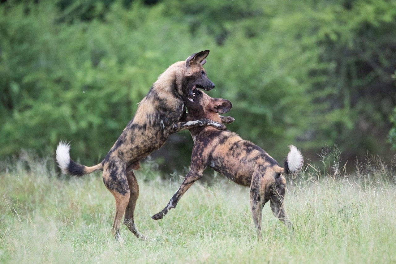 African Wild Dog - Kruger National Park