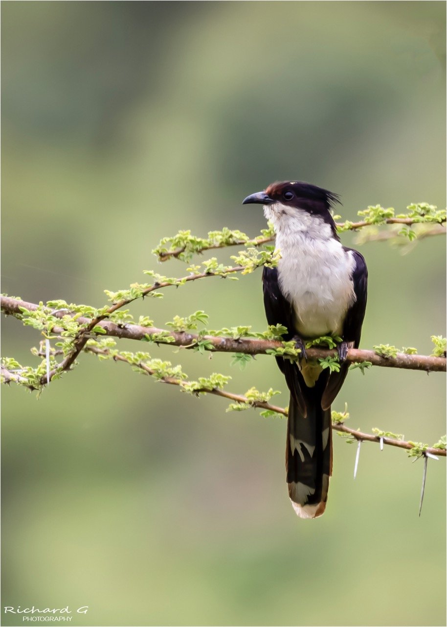 Jacobin Cuckoo - Kruger National Park