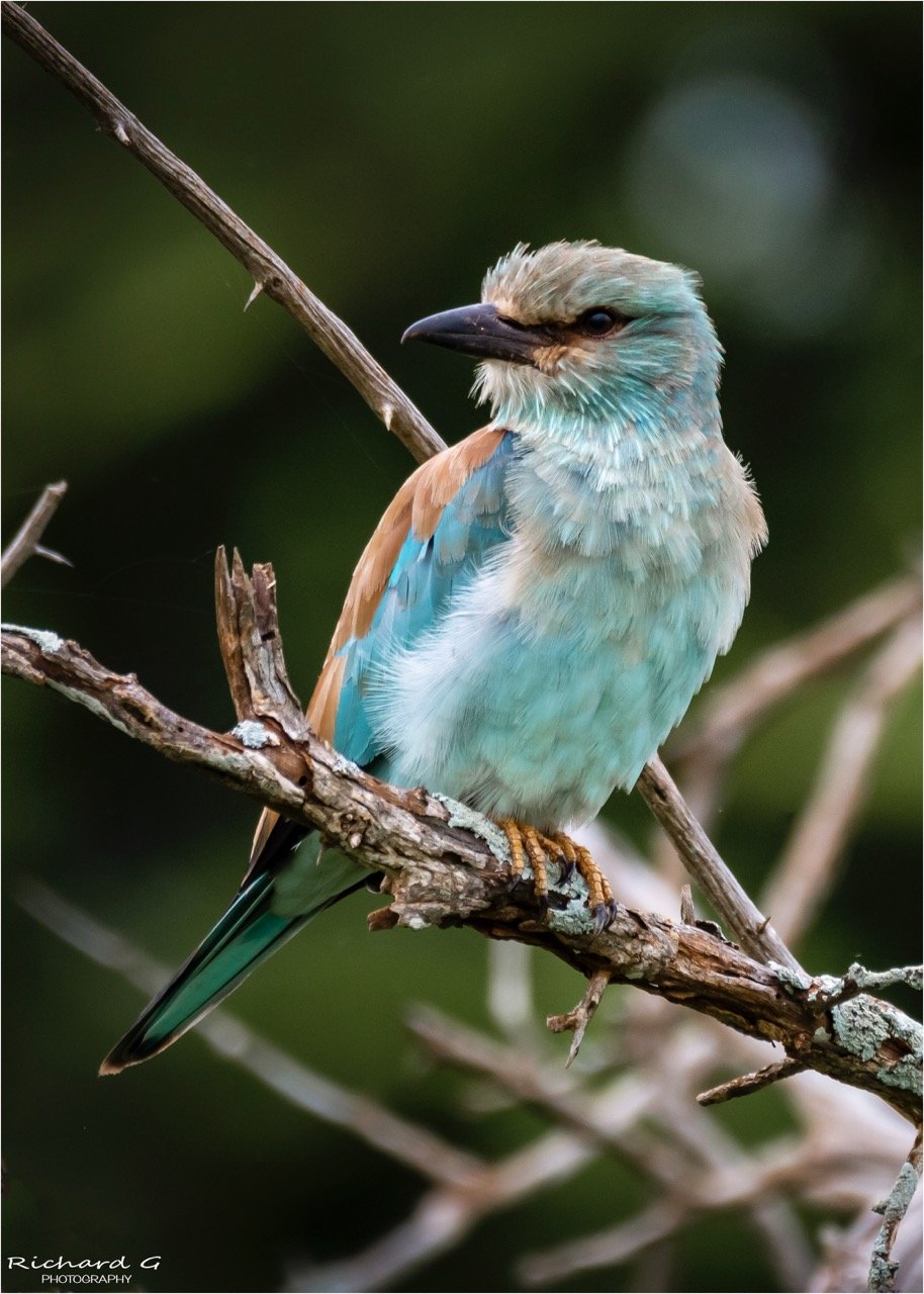 European Roller - Kruger National Park