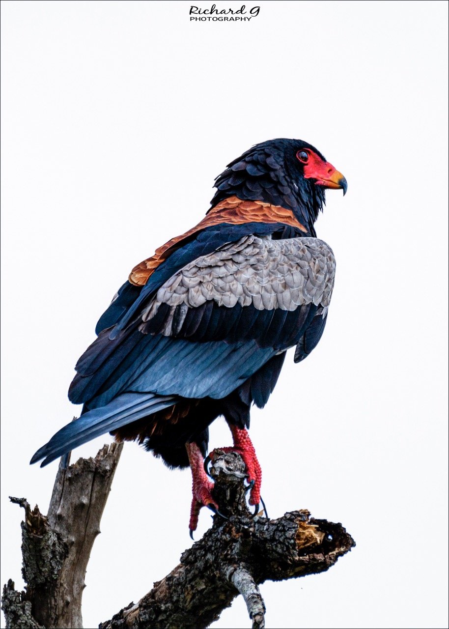 Bateleur Eagle - Kruger National Park