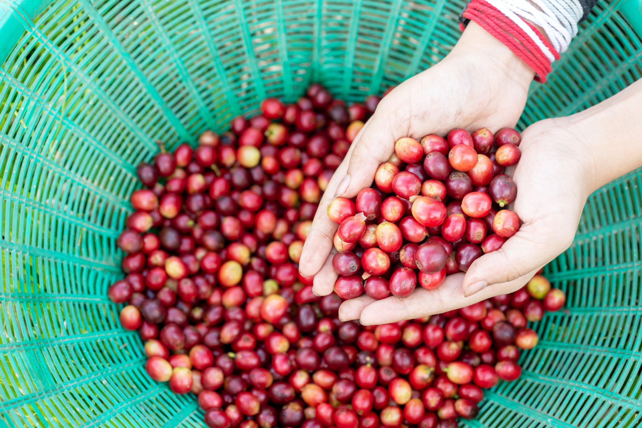 The Advantages of Specialty Coffee for Producers A Sustainable Path to