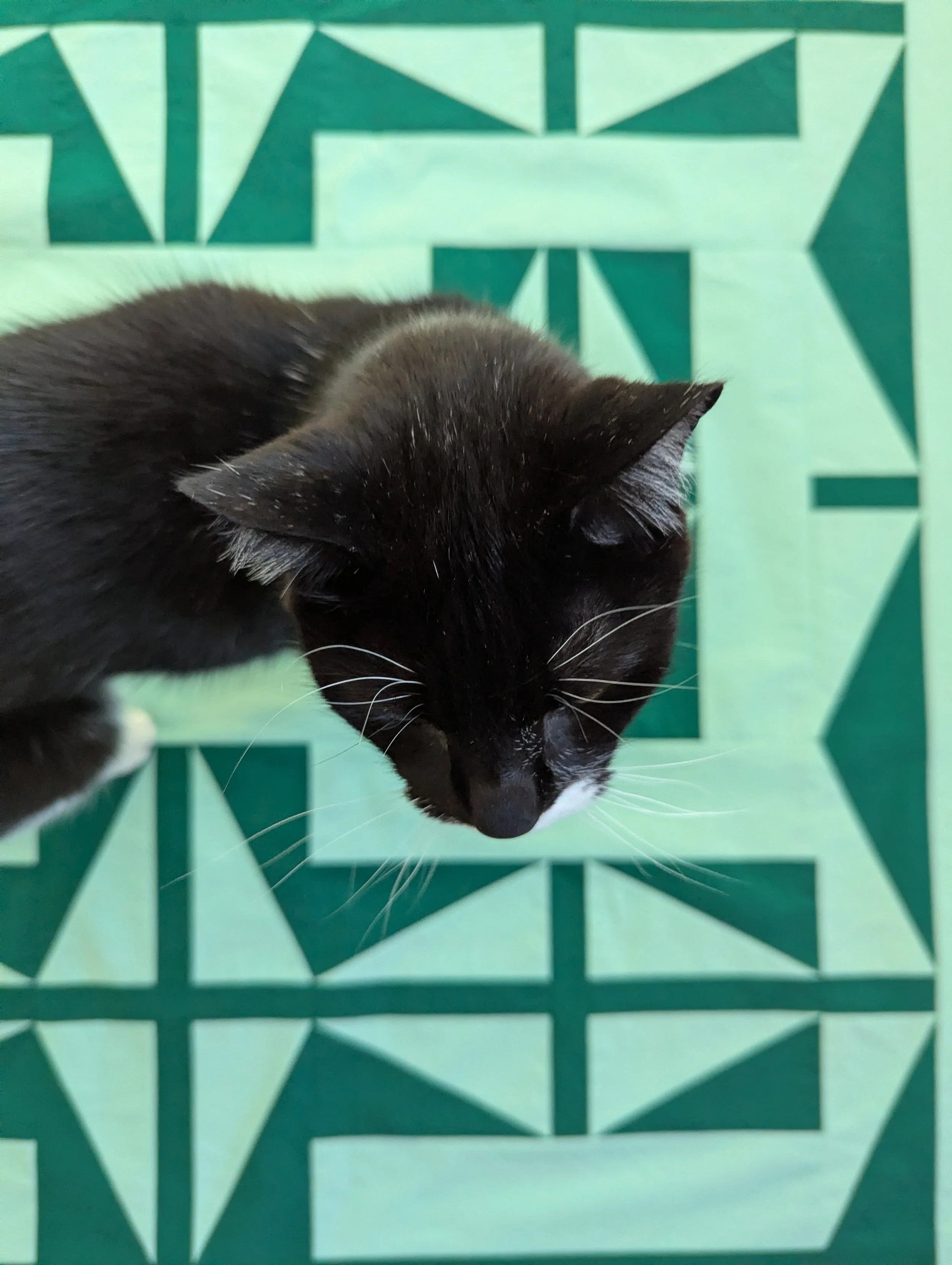 Bun - the professional photobomber 

Here are some BTS sneak peeks of The 1751 Quilt, which releases Monday (!!!) I&rsquo;m still trying to get another sample made. Will I get it done in time?! We shall see 😅

Swipe to see:
✳a satisfying, orderly st