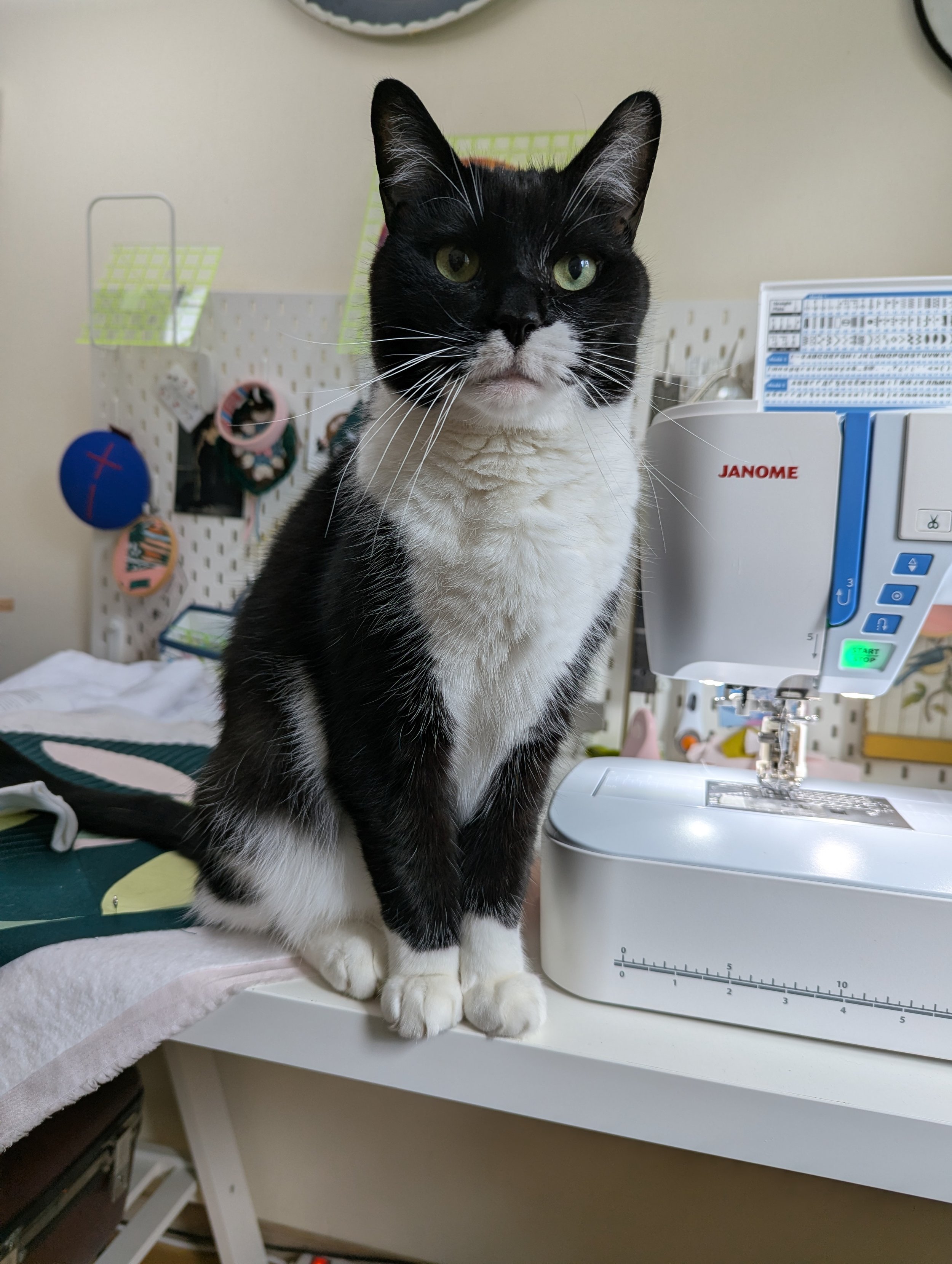 Black and white cat helping quilt The 5759 Quilt Pillow
