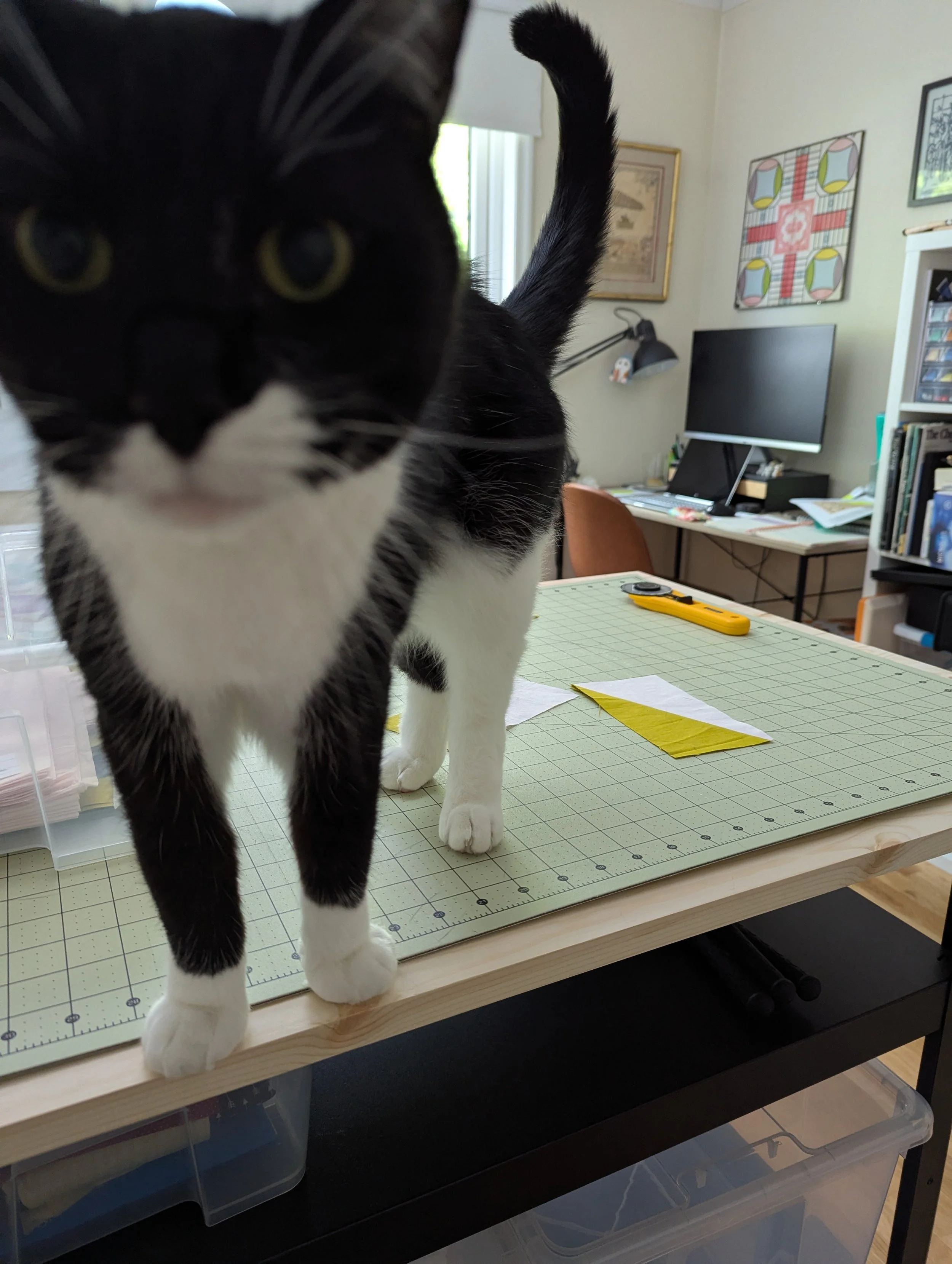 Black and white cat standing on a cutting mat with HRT blocks in the background