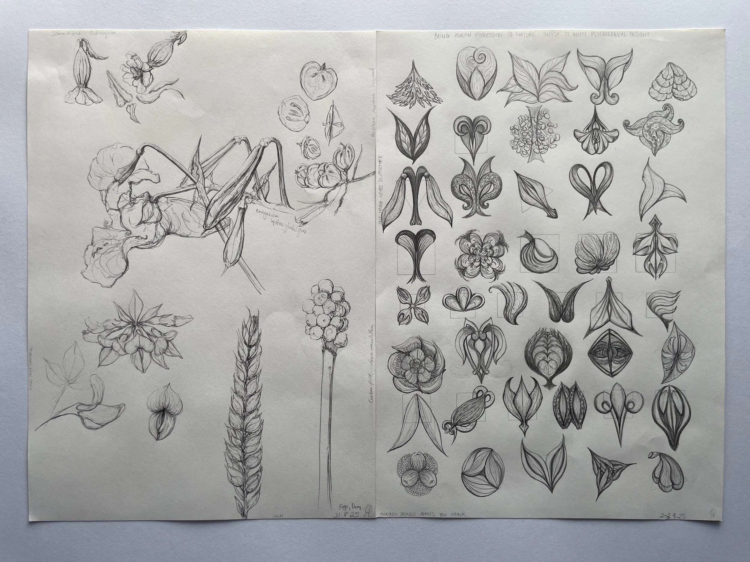 4. Fieldwalk botanical specimens and semi-abstract designs.JPG