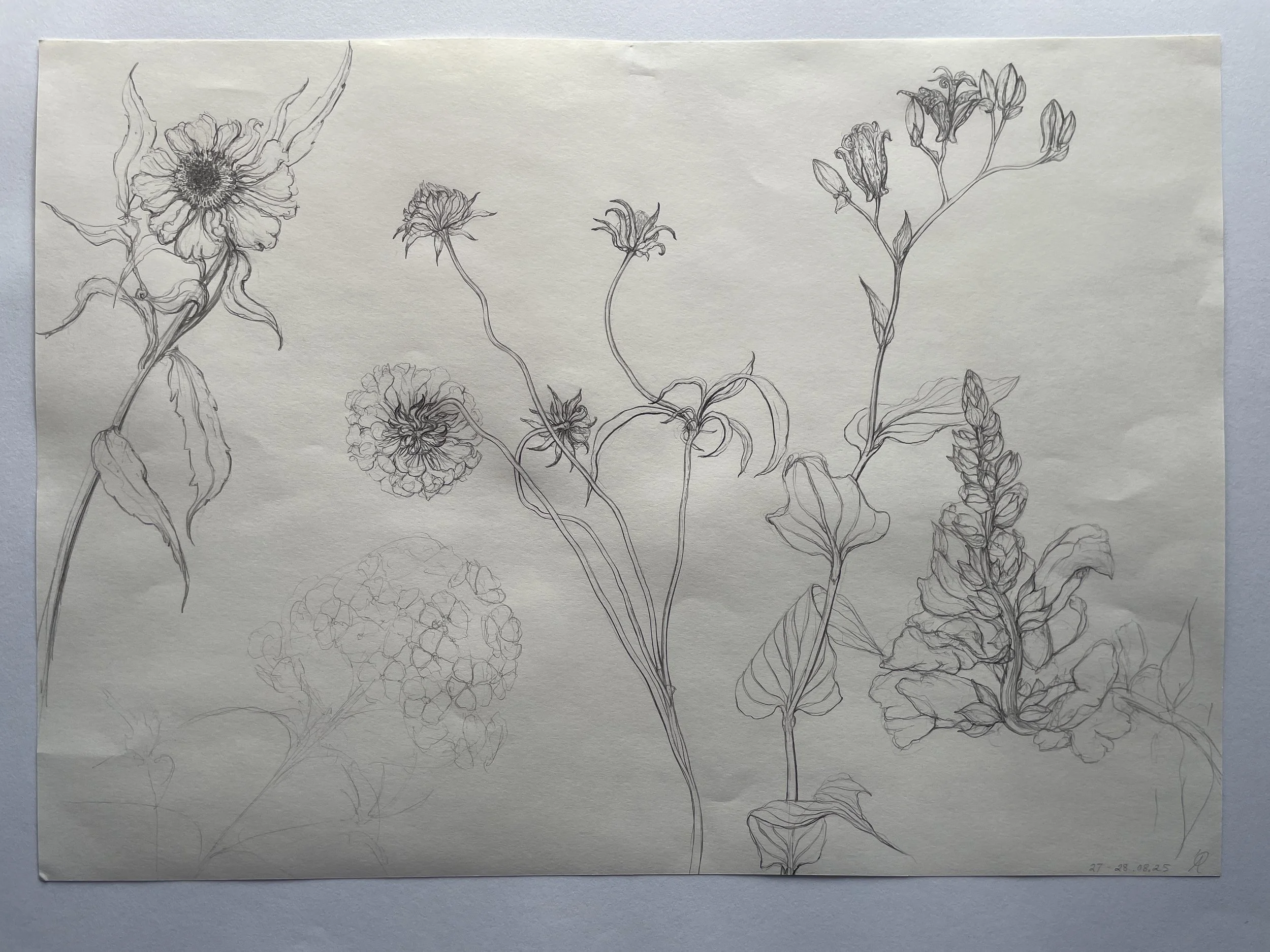 3. Botanical specimens from the HBF gardens August 2025.JPG