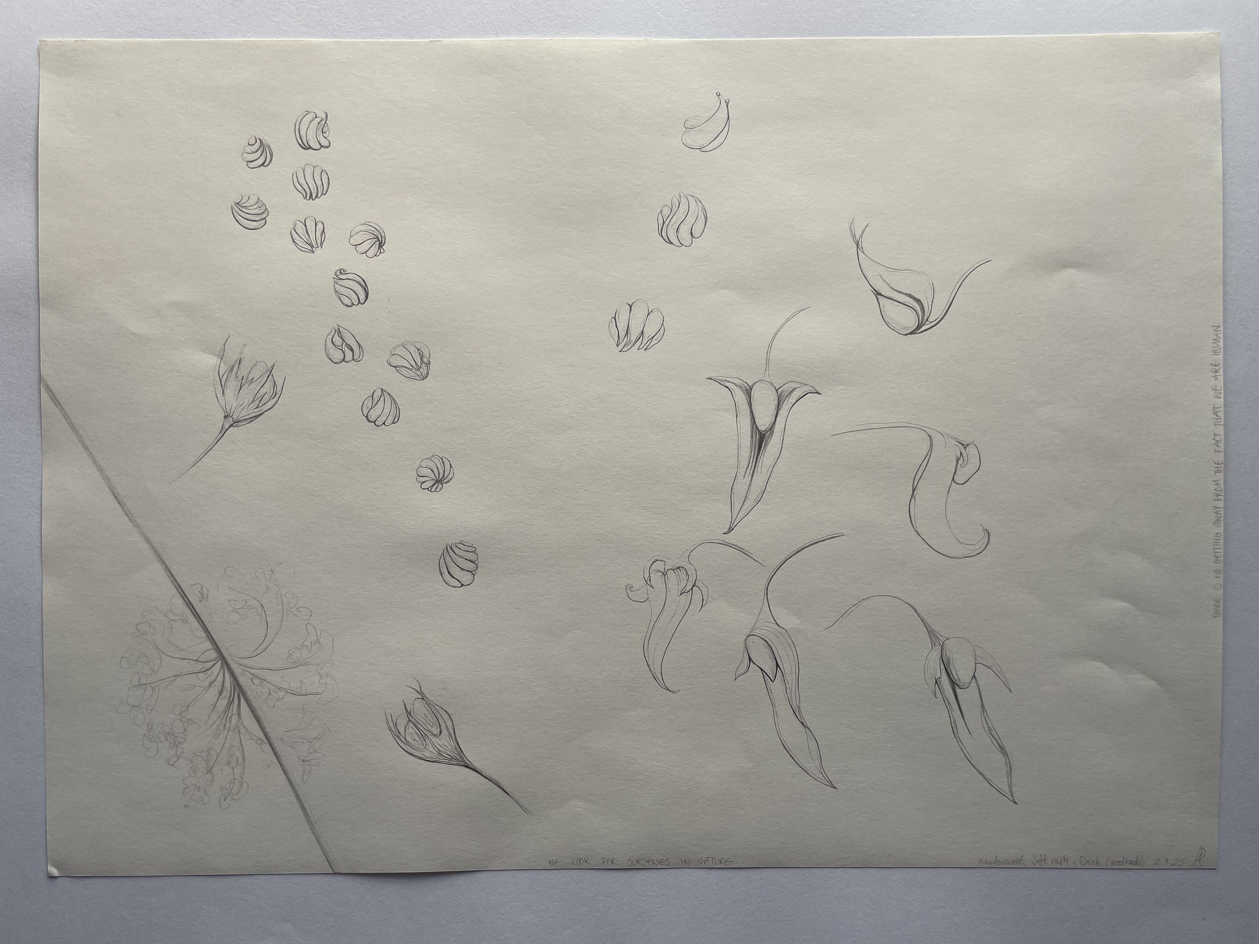 10. Dock seeds, soft rush and meadowsweet under the microscope.JPG