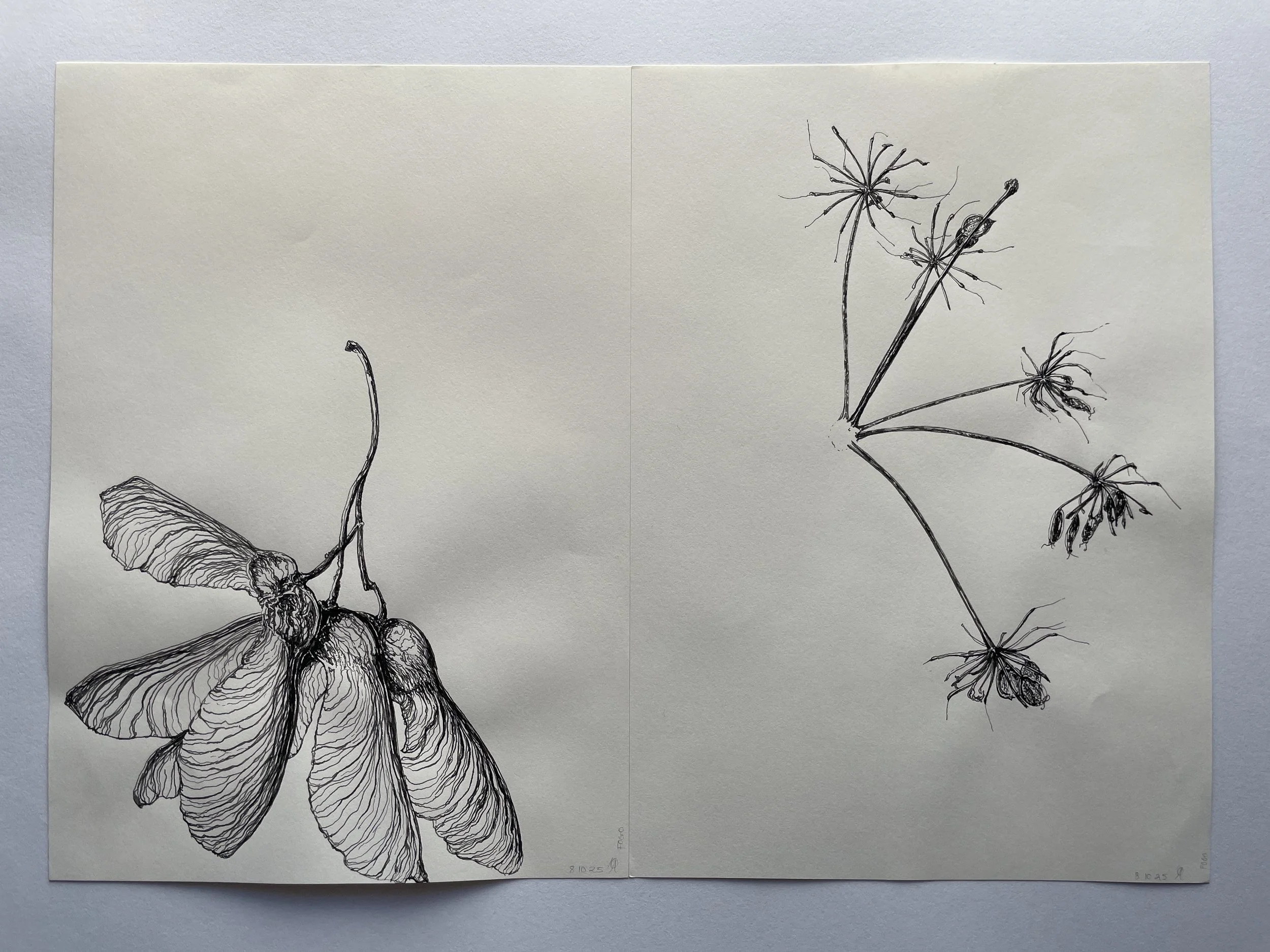 1. Japanese ink drawings, maple seeds:hogweed.JPG