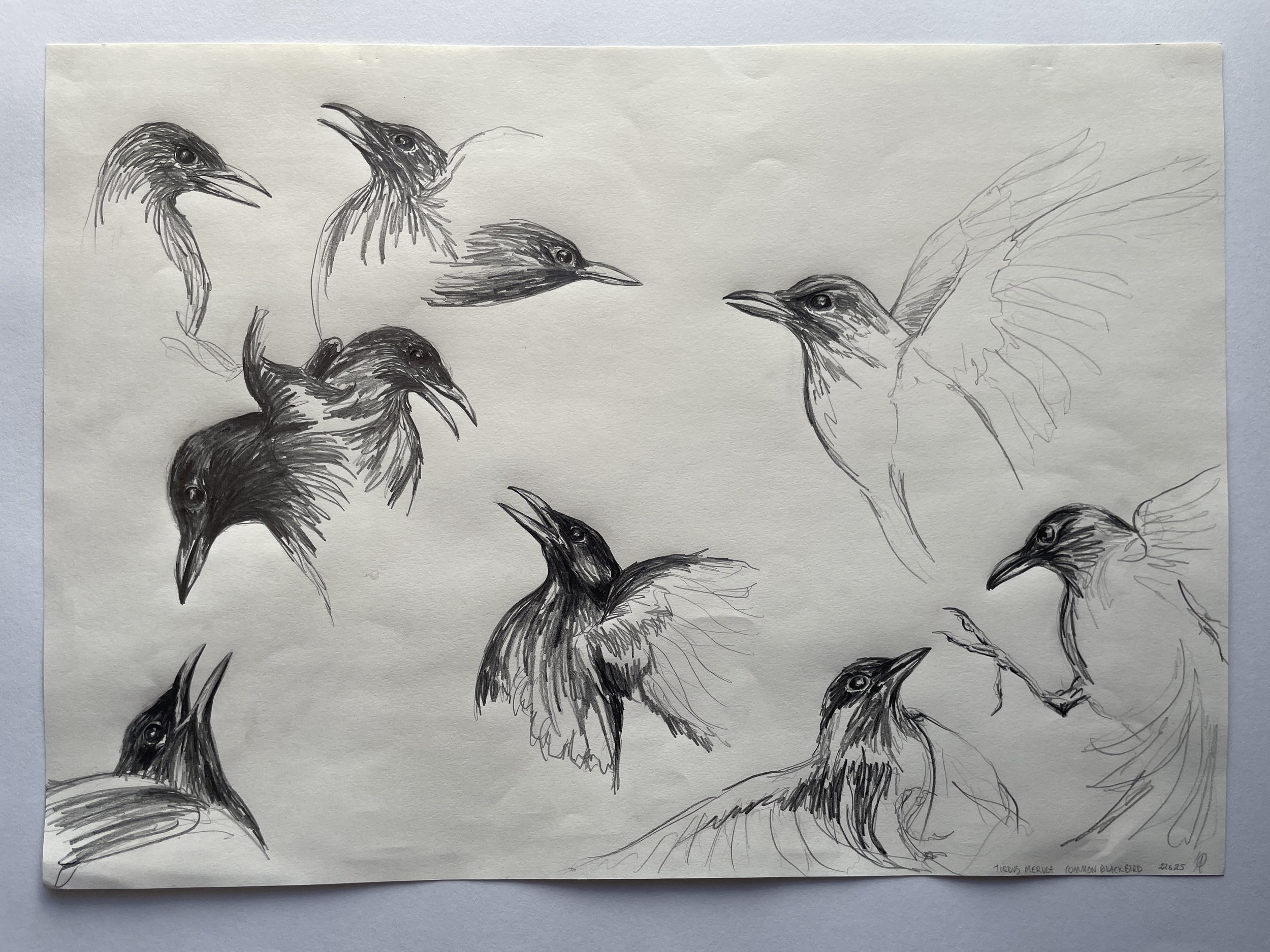 5. Blackbird studies.JPG
