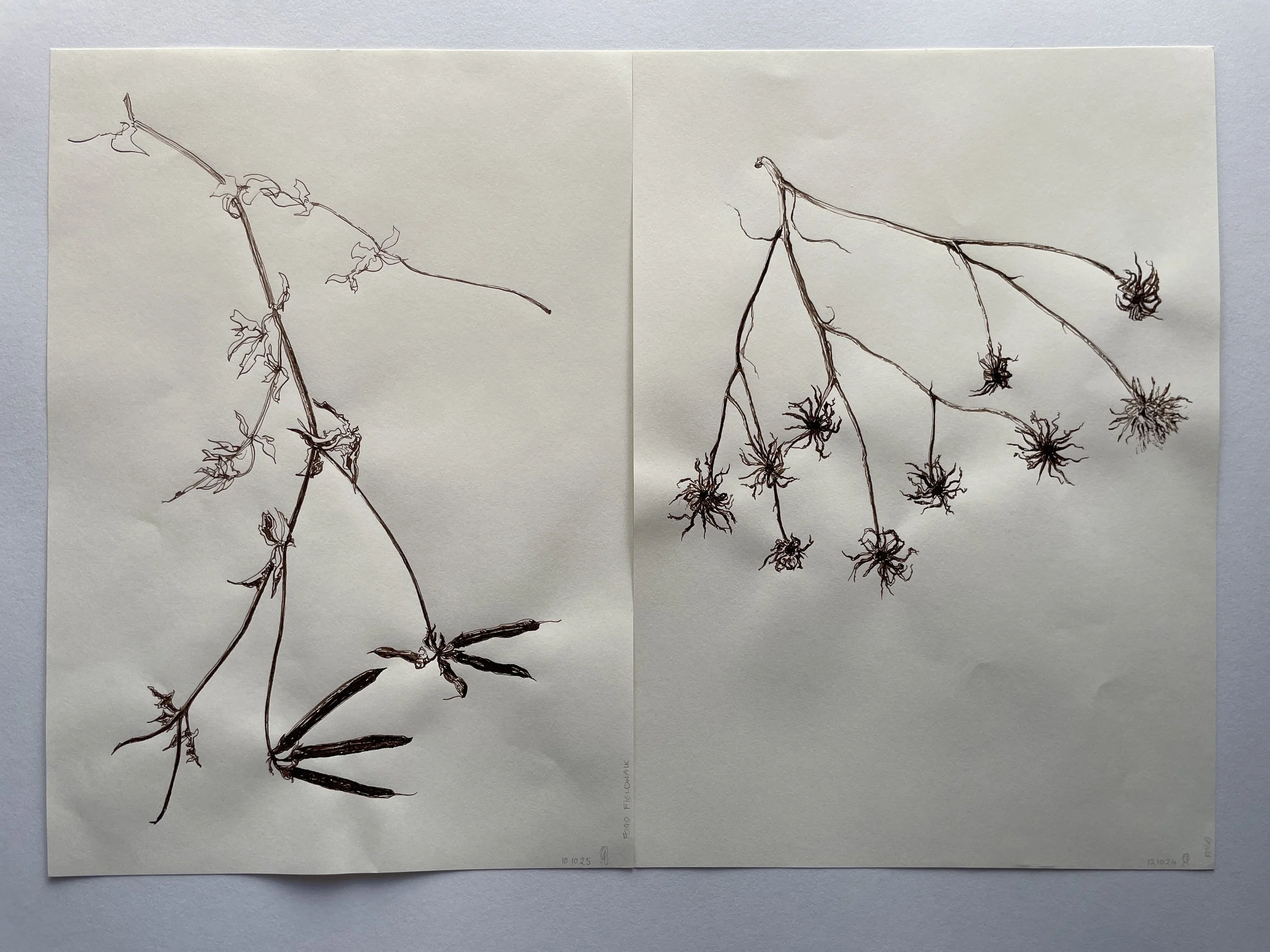 2. Japanese Ink drawings_Fieldwalk specimens.JPG