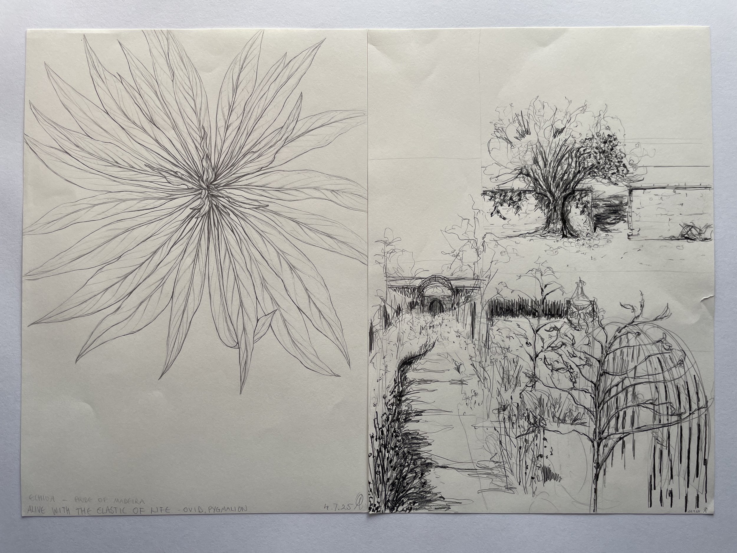 9. Echium study and the HBF walled gardens.JPG