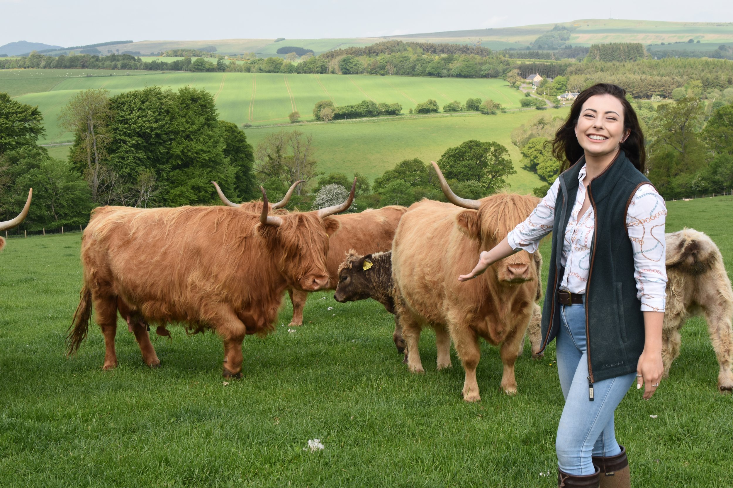 Highland Cows at Jacksons at jedburgh — Jacksons at Jedburgh