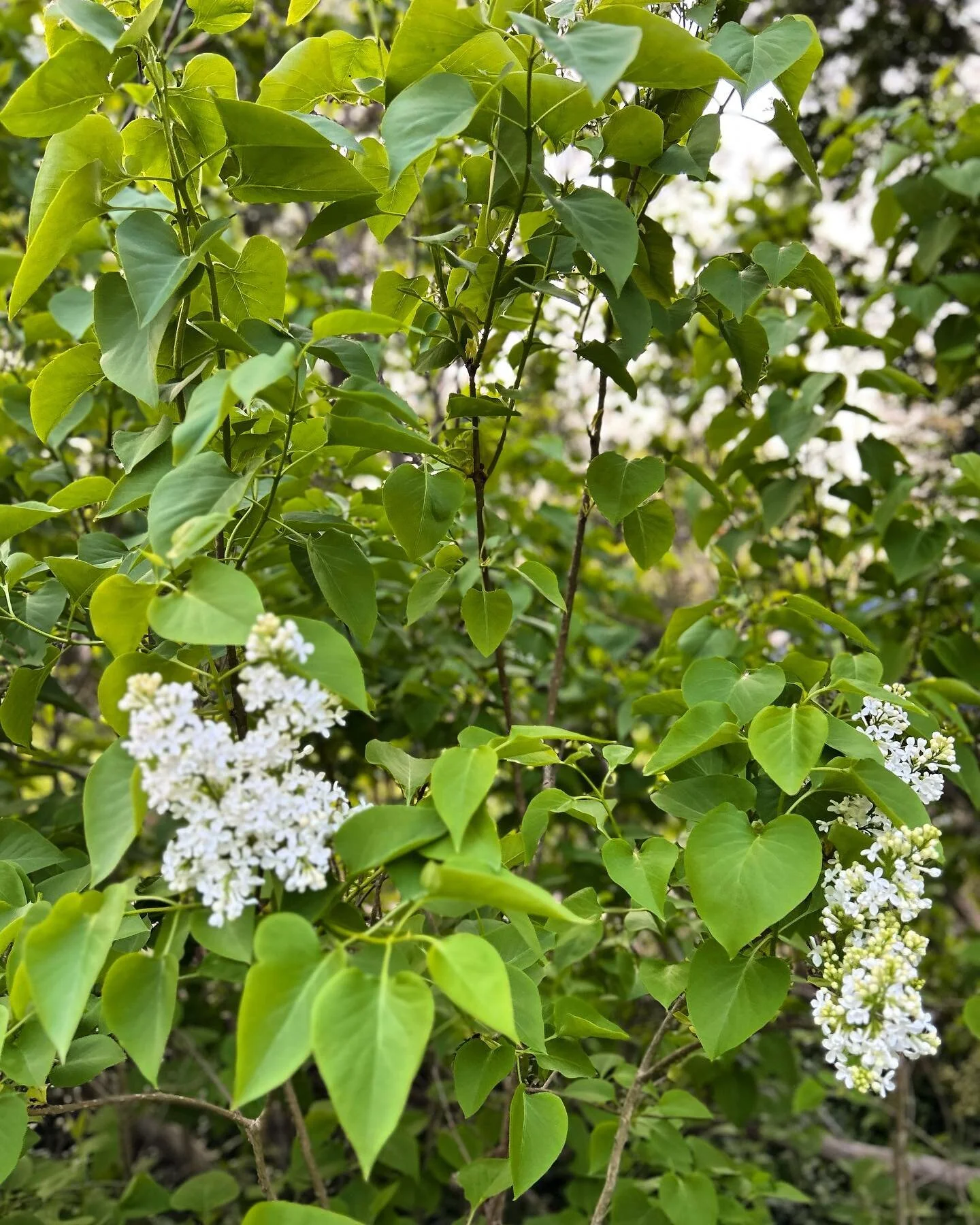 Lilac Season @greenehillmv #greenehill #marthasvineyard #airbnb #airbnbhost #vacationrental #vrbohost #vrbo