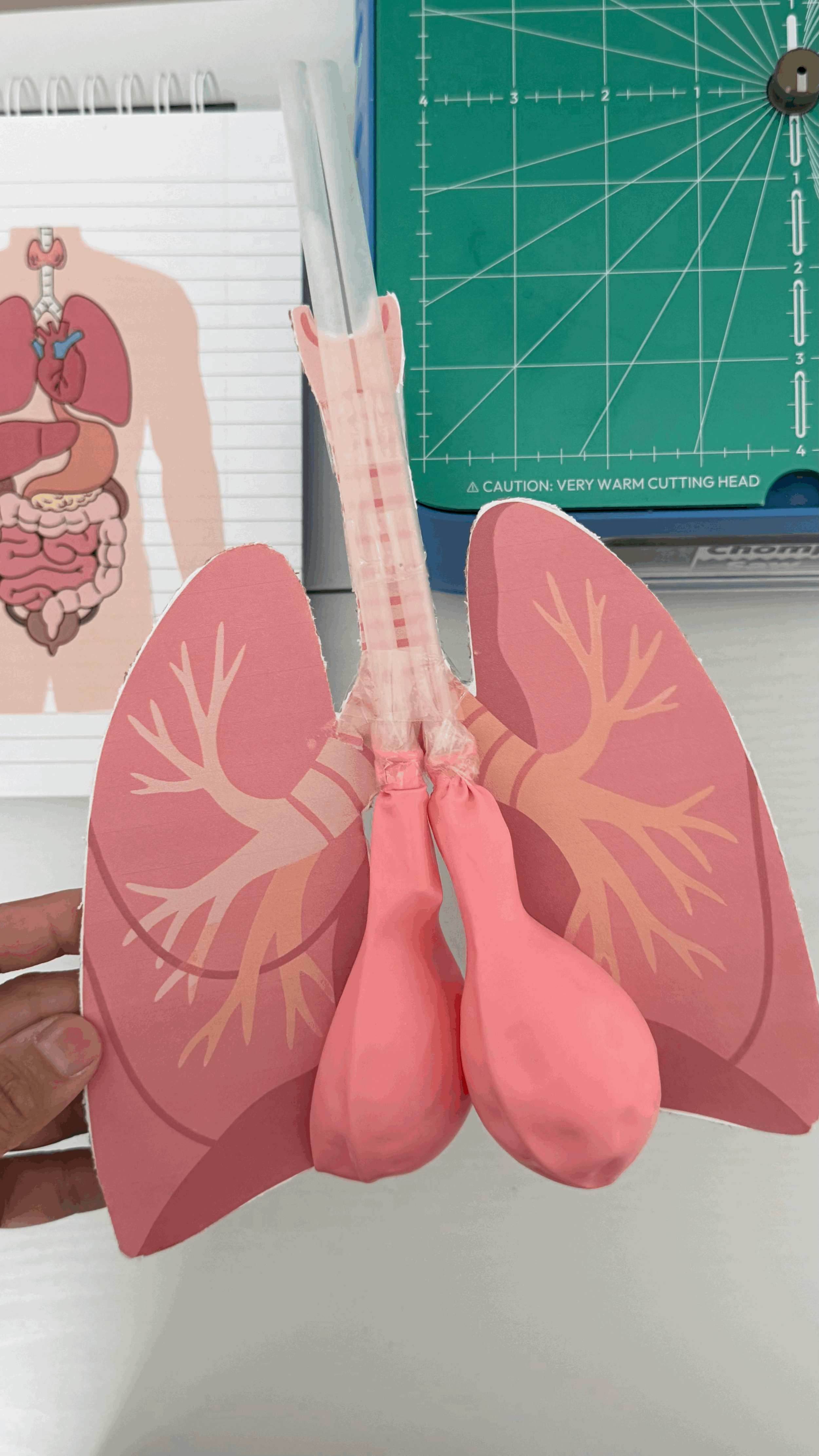Heart & Lungs Printable