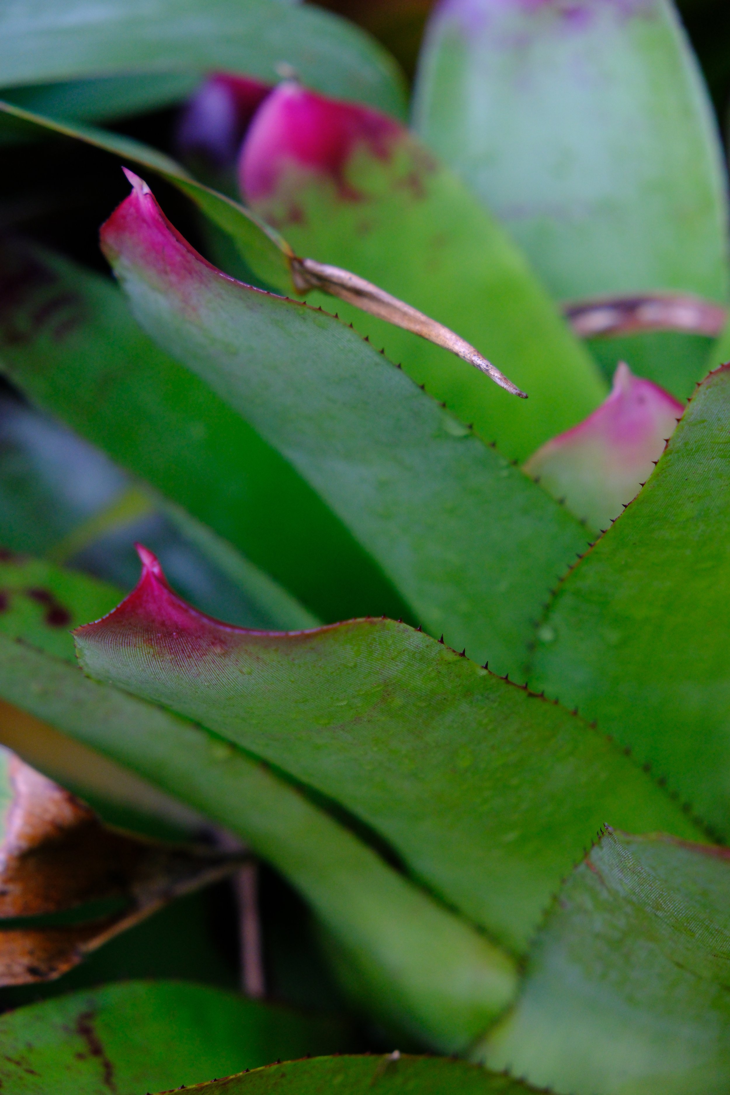 DSCF7765.jpg