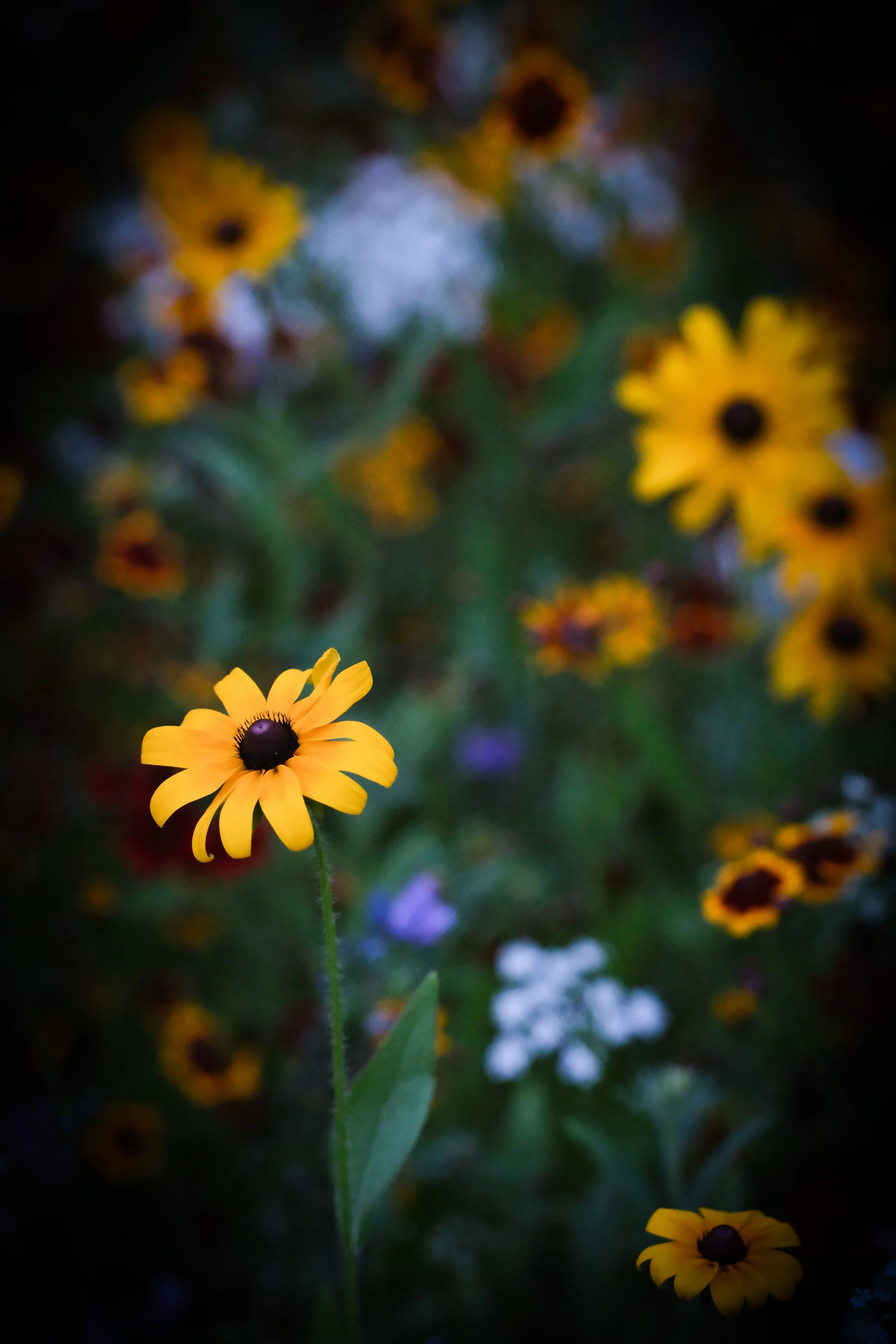 London 2 2024-02.jpg