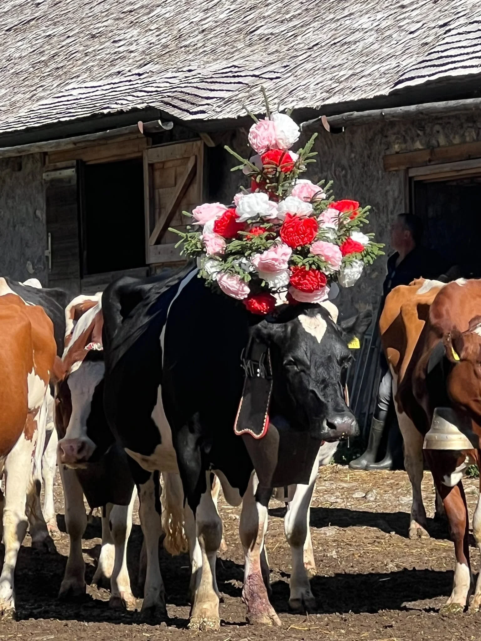 🐄 La d&eacute;salpe, une tradition magnifique qui fait vivre notre terroir!

D&eacute;part &agrave; 10h depuis l&rsquo;Alpage de la Chaude, pour accompagner le troupeau jusqu&rsquo;au hameau de Vers-Chez-Les-Rois, o&ugrave; l&rsquo;arriv&eacute;e &e