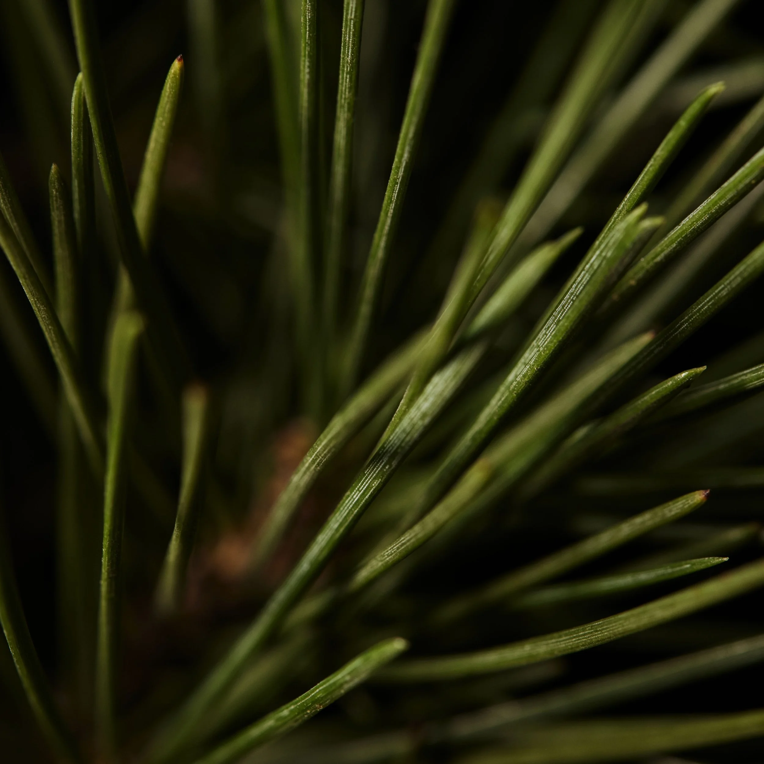 poloclassicmacropine1x1_dmi_image_na_no-cta copy 2.jpg