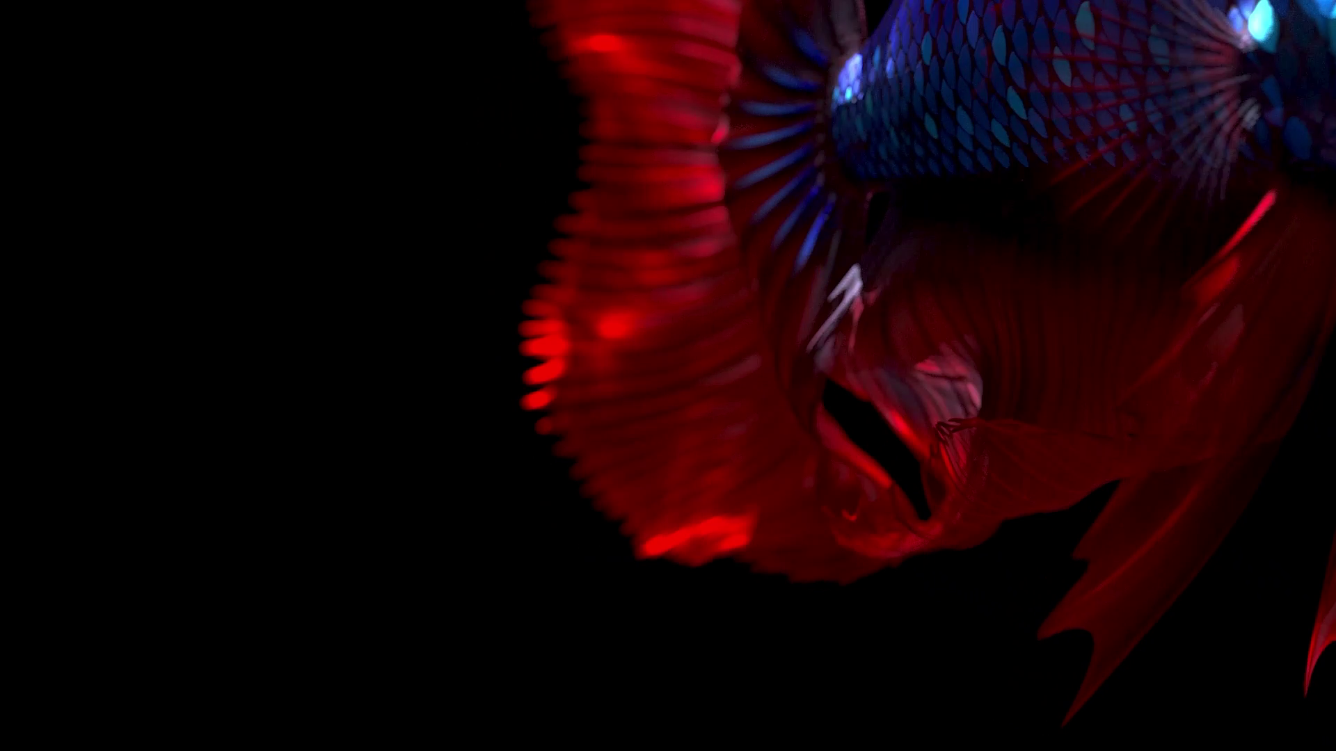 vlcsnap-2023-03-27-15h38m15s584.png