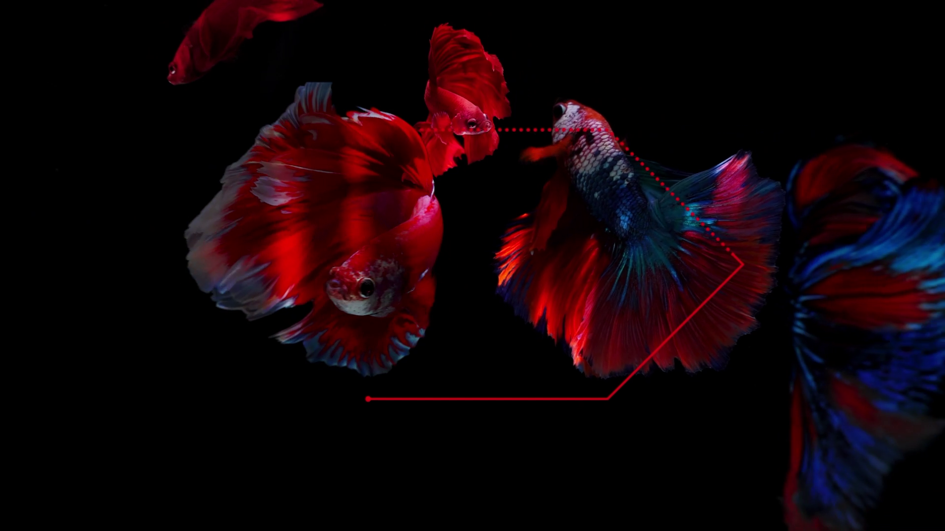 vlcsnap-2023-03-27-15h38m27s914.png