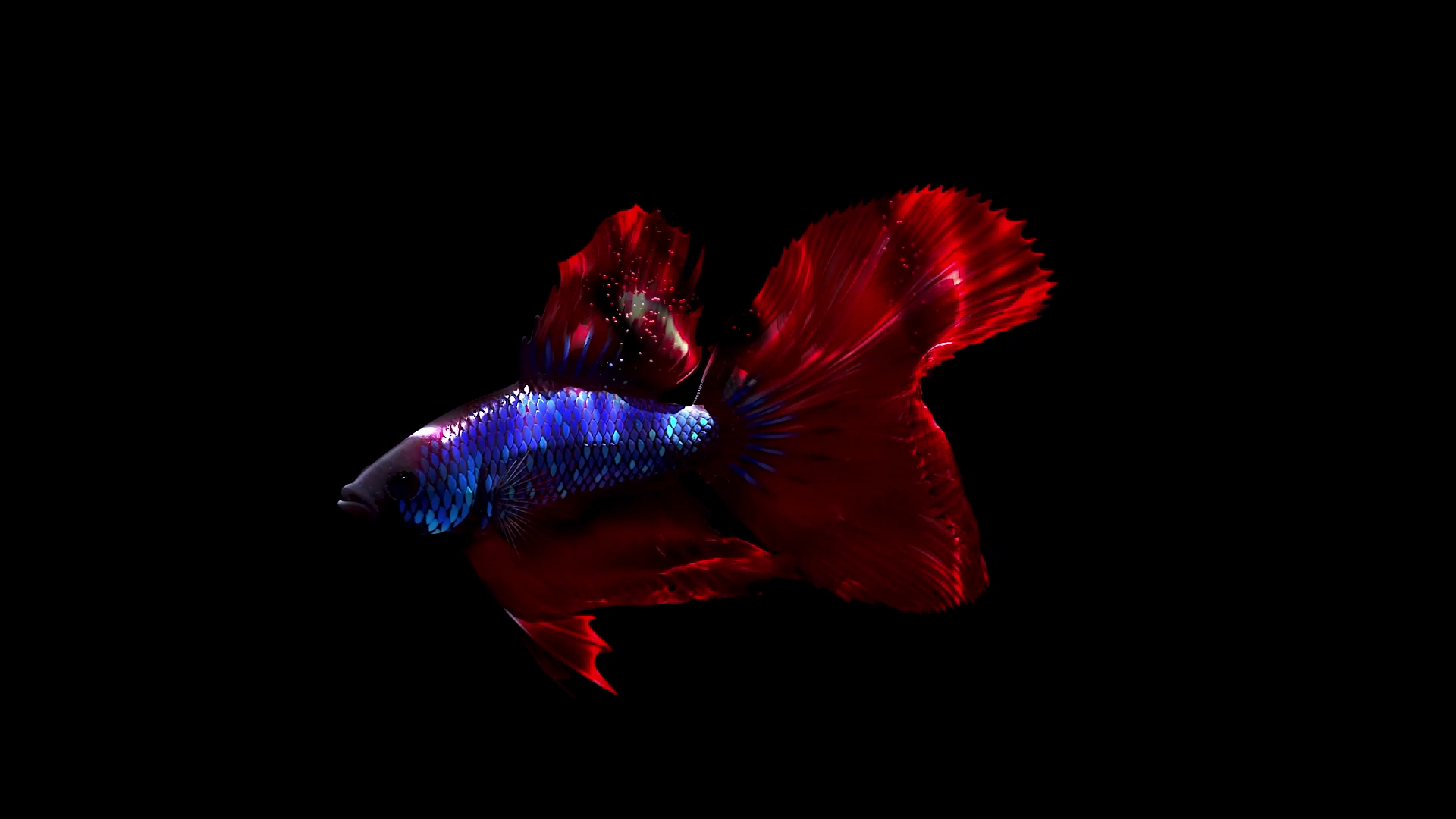 vlcsnap-2023-03-27-15h38m06s743.png