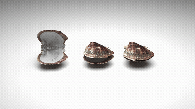 ShellB_comp.gif