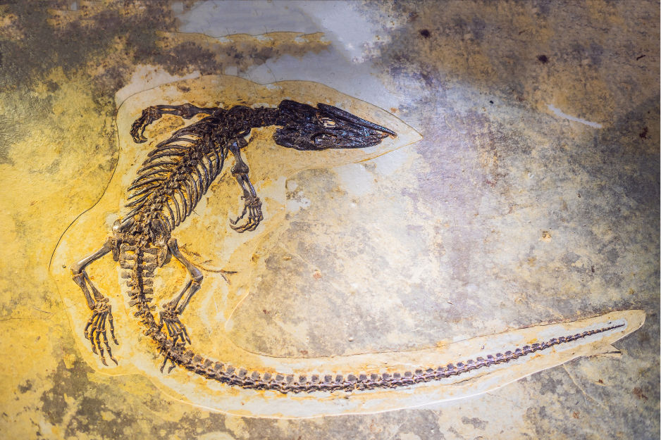 Don’t Be a Fossil