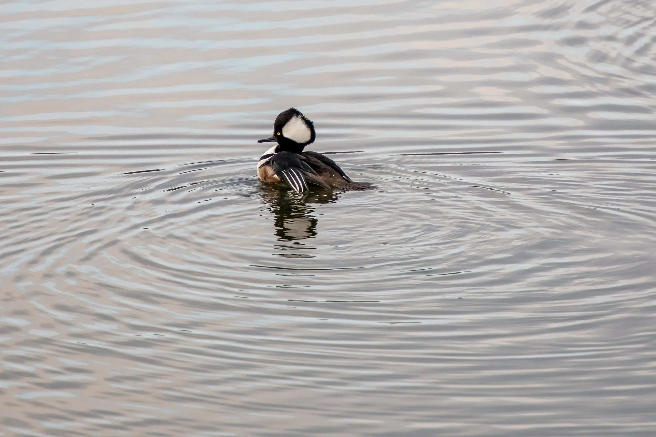 hoodedmerg3 (1 of 1).jpg