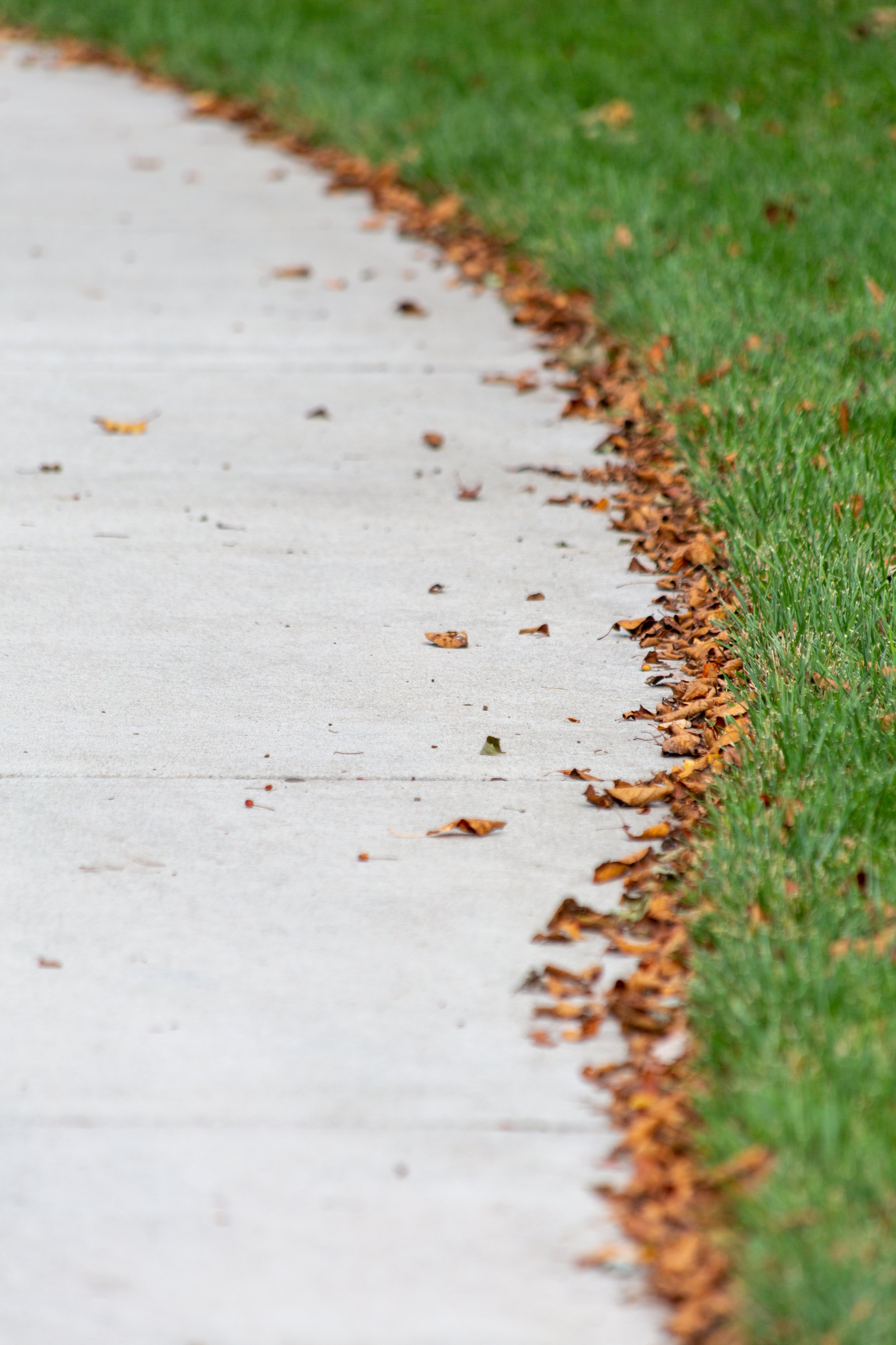 grassleaves (1 of 1).jpg