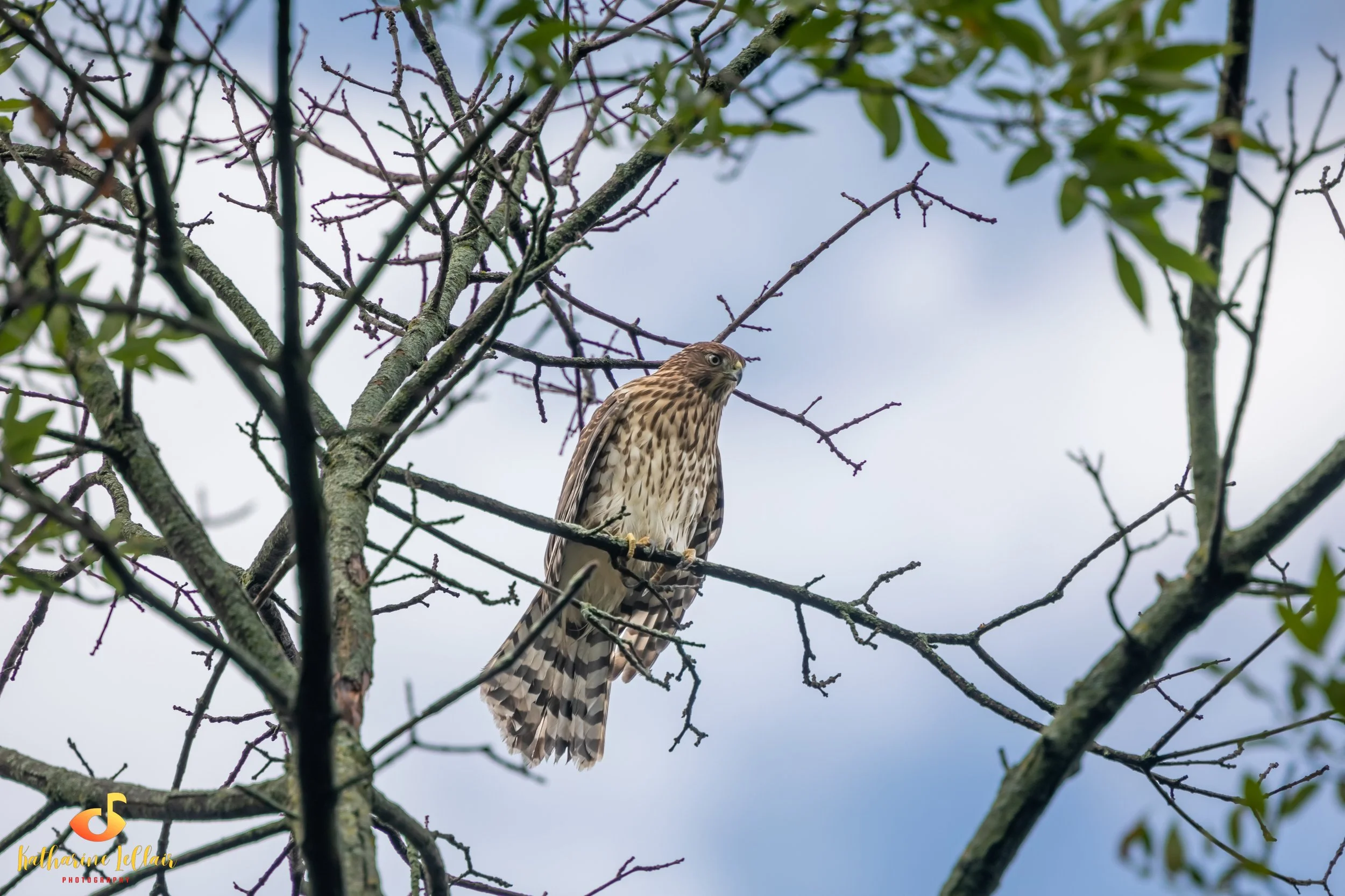 hawk08-28 (1 of 1).jpg