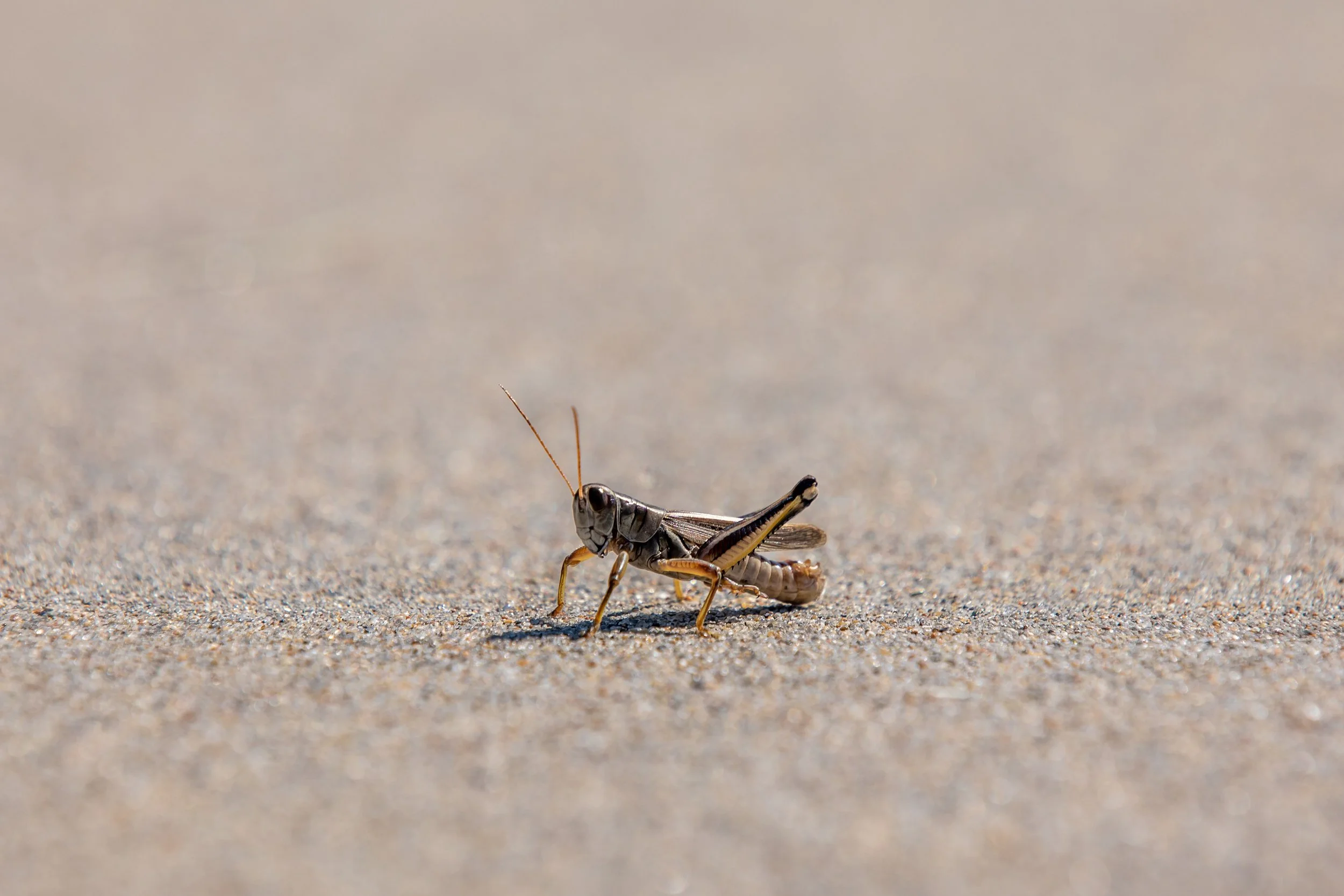 grasshopper2 (1 of 1).jpg