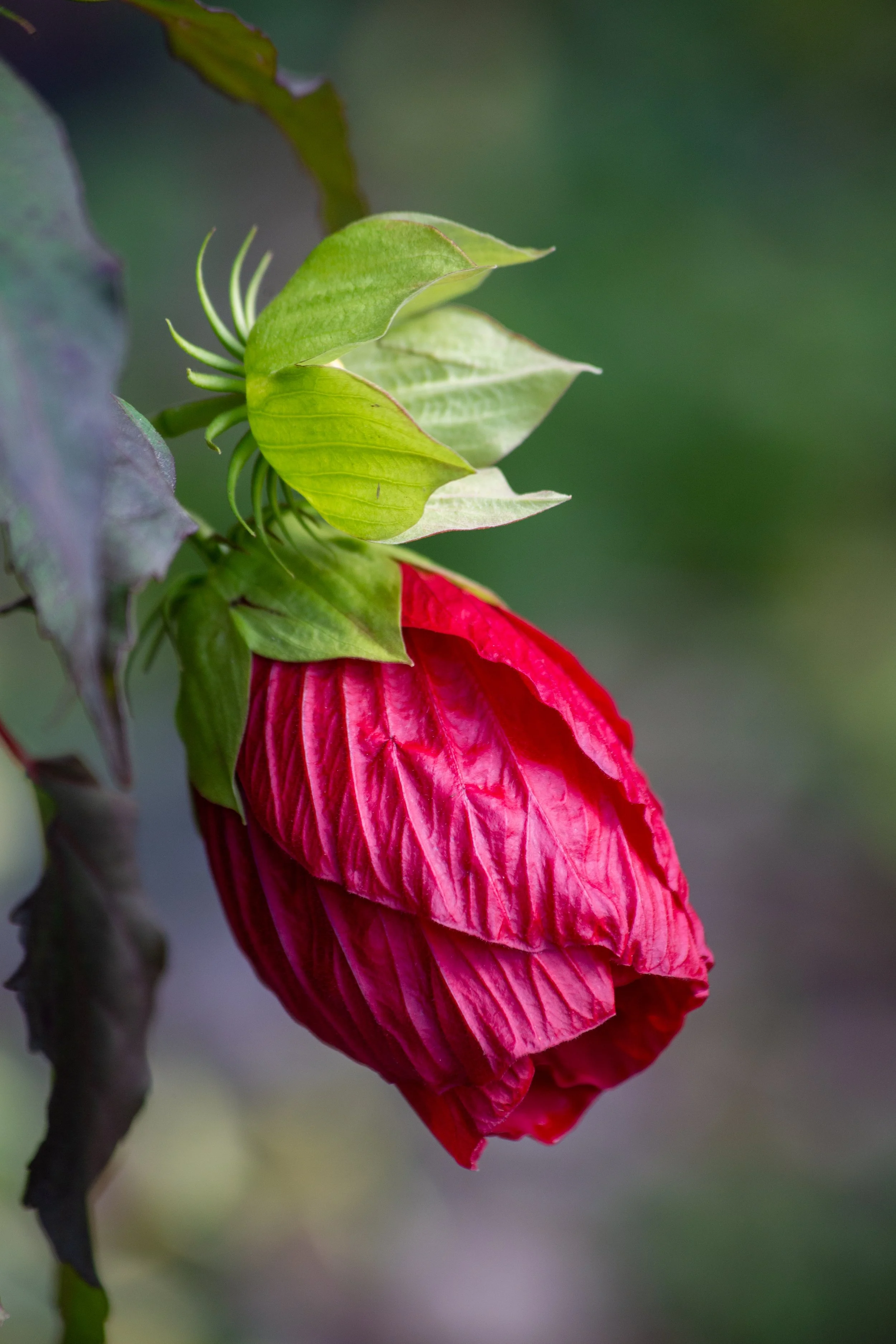 flower0928 (1 of 1).jpg